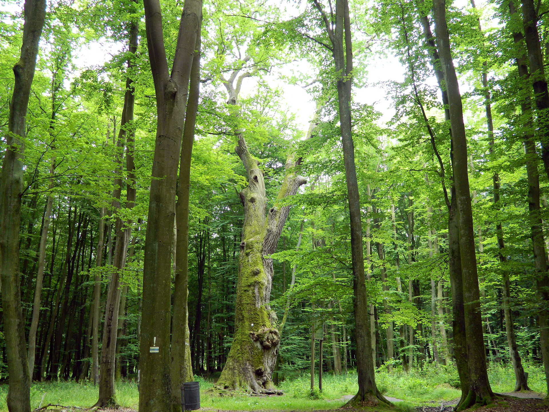 Fotografia prezentuje las liściasty. W tle widoczny gruby pień dębu.