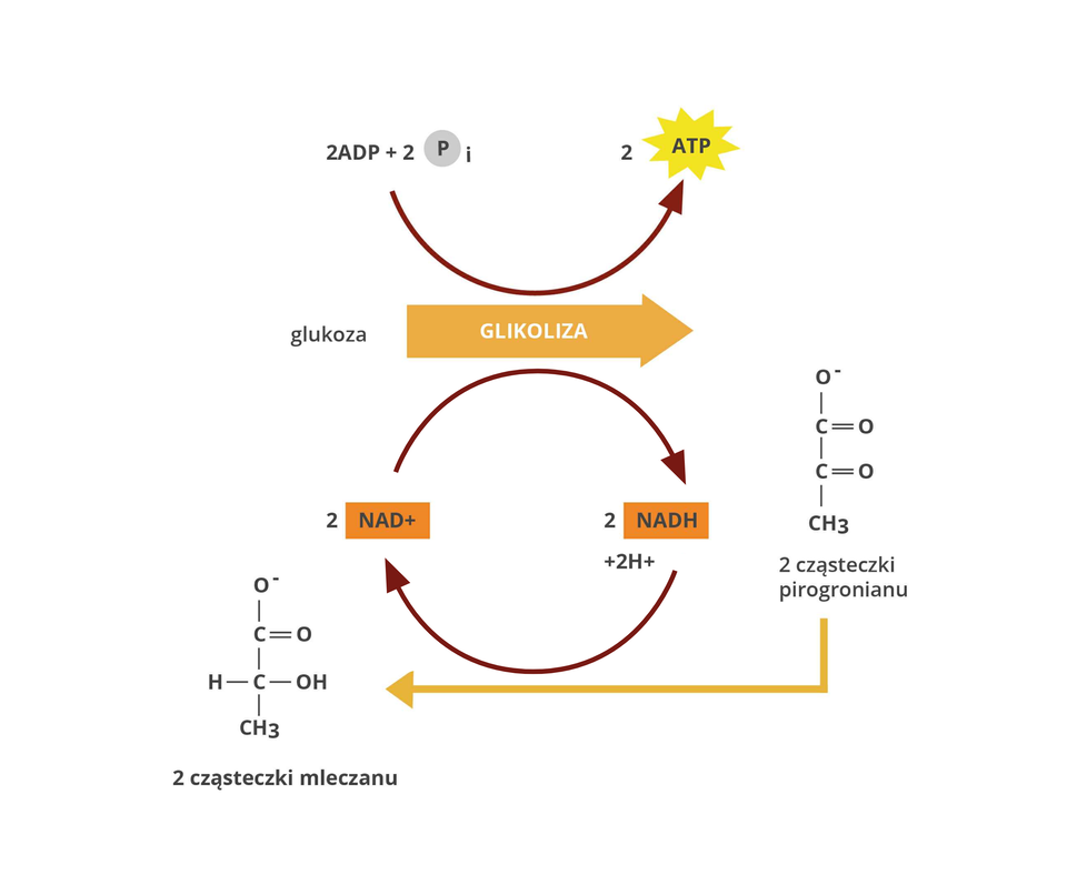 Schemat przedstawiający proces fermentacji mleczanowej w warunkach beztlenowych. Glukoza bierze udział w reakcji glikolizy, podczas której w wyniku fosforylacji dwóch cząsteczek ADP powstają dwie cząsteczki ATP oraz w wyniku redukcji NAD indeks górny plus powstają dwie cząsteczki NADH. Z glukozy powstają dwie cząsteczki trójwęglowego pirogronianu, który następnie ulega redukcji do dwóch cząsteczek trójwęglowego mleczanu, a NADH utlenia się do NAD indeks górny, który jest ponownie wykorzystywany w procesie glikolizy.