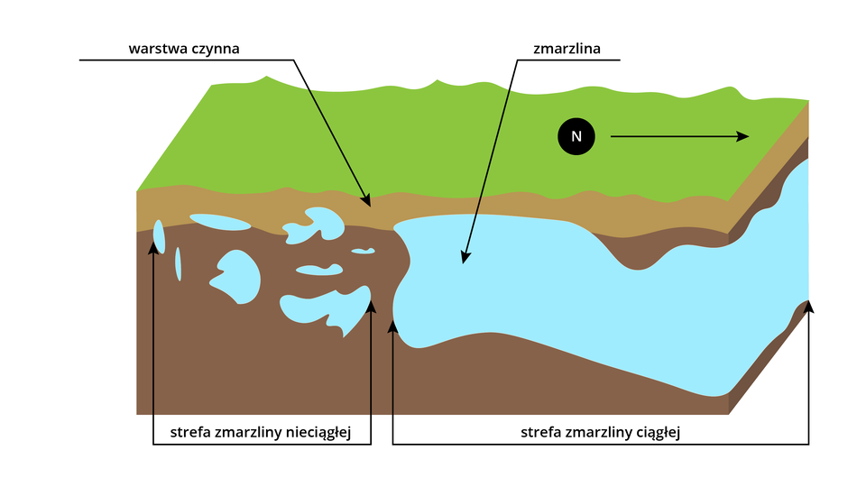 Ilustracja przedstawia przekrój poprzeczny przez strefę wieloletniej zmarzliny. Narysowano zieloną powierzchnię, na niej strzałkę skierowaną w prawo z literą N, pod powierzchnią są warstwy gleby. Tuż pod powierzchnią jest warstwa czynna - oznaczona kolorem brązowym. Dolną część warstwy czynnej - po prawej stronie ilustracji - zaczyna obejmować zmarzlina sięgająca w głąb gleby. Ma kolor niebieski. Pod nią znajduje się strefa zmarzliny ciągłej. Zaznaczono ją kolorem brązowym. Po lewej stronie pod warstwą czynną znajdują się fragmenty zmarzliny - oddzielone kawałki. To strefa zmarzliny nieciągłej. 
