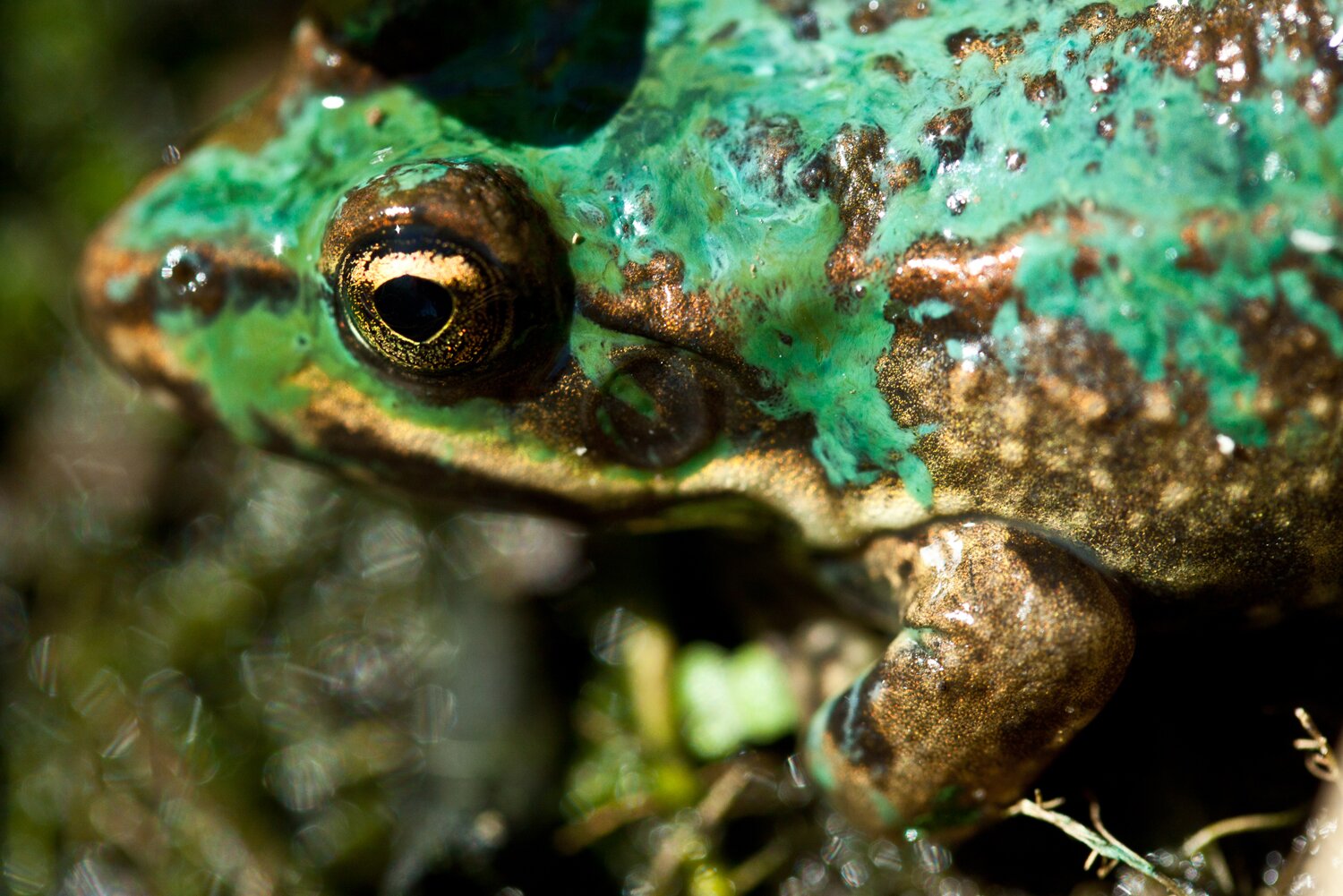 Zdjęcie przedstawia zbliżenie z góry zielono‑czarnej żaby, widoczna jest głowa, tułów i jedna łapa.