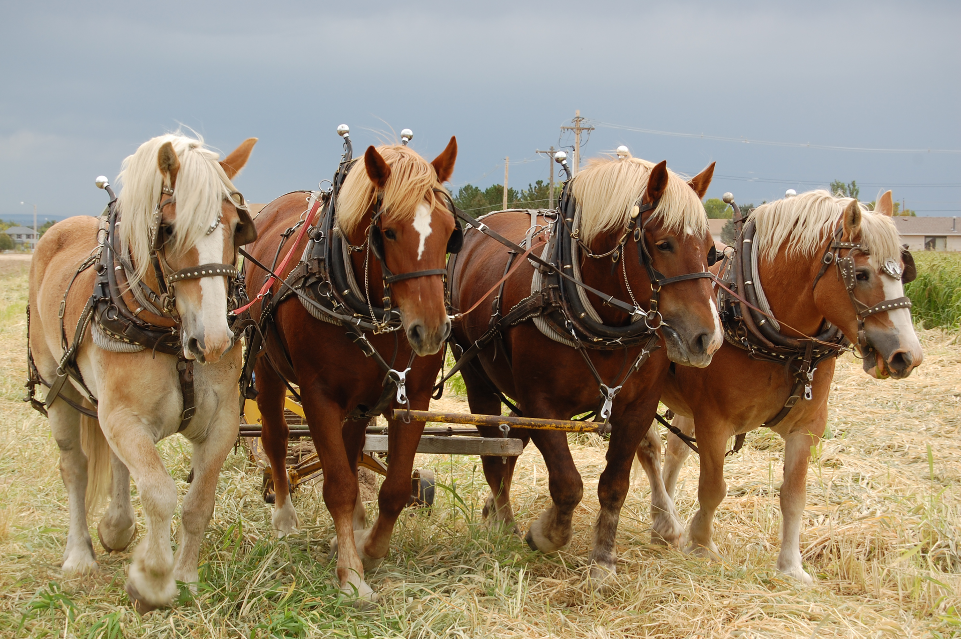 Zdjęcie przedstawia cztery zaprzęgnięte konie. Konie są brązowe o jasnych grzywach. Pierwszy koń z lewej jest jaśniejszy niż pozostałe. Każdy z nich posiada na przedzie głowy białą plamę. Kopyta koni są również białe. Wszystkie cztery idą obok siebie po polu uprawnym.