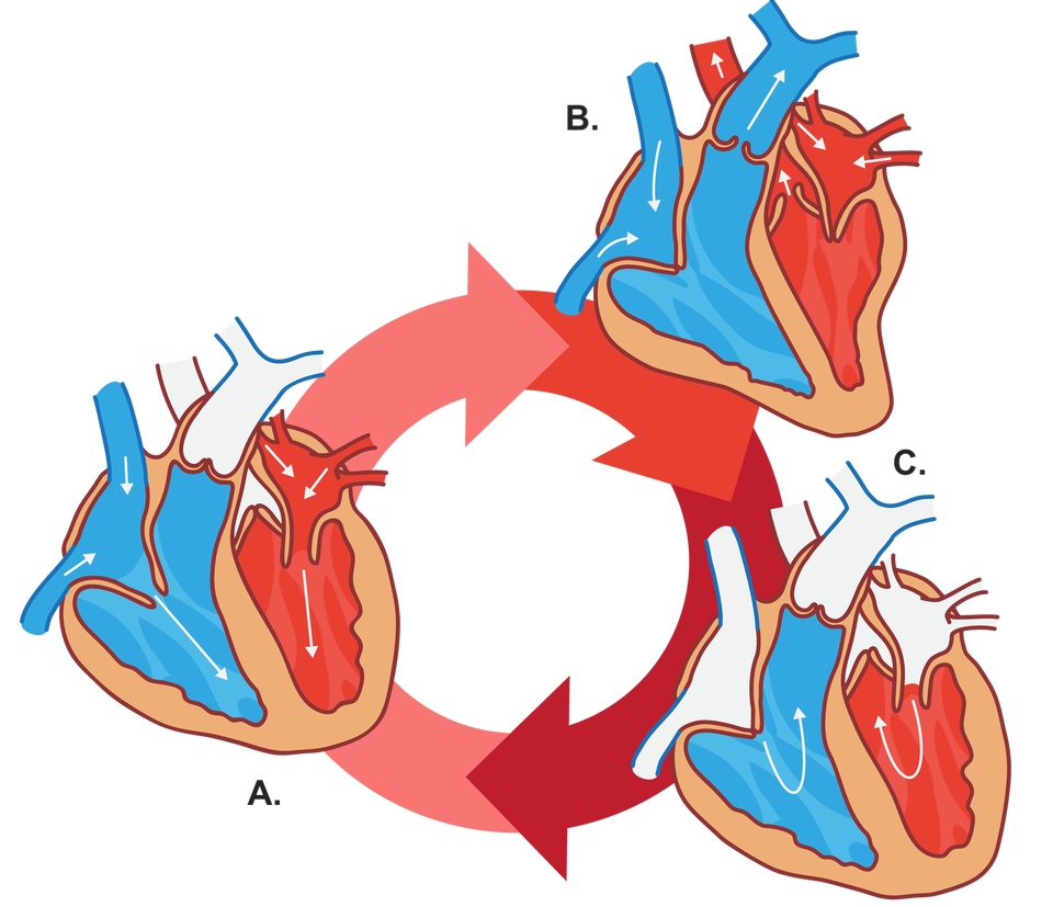 Ilustracja przedstawia cykl pracy serca w trzech fazach, oznaczonych literami A, B i C. Na każdym schemacie widoczne są: prawa i lewa strona serca, przedsionki oraz komory, a także główne naczynia (żyły główne, aorta i pień płucny). Kolorem niebieskim oznaczono krew odtlenowaną, a czerwonym – natlenowaną. Białe strzałki pokazują kierunek przepływu krwi. 
Faza A przedstawia napływ krwi do przedsionków z żył głównych i żył płucnych. Faza B ukazuje skurcz komór i wypychanie krwi do pnia płucnego oraz aorty. Faza C pokazuje moment, w którym krew przepływa z przedsionków do komór w trakcie ich rozkurczu. Centralne, okrężne strzałki symbolizują cykliczność pracy serca.