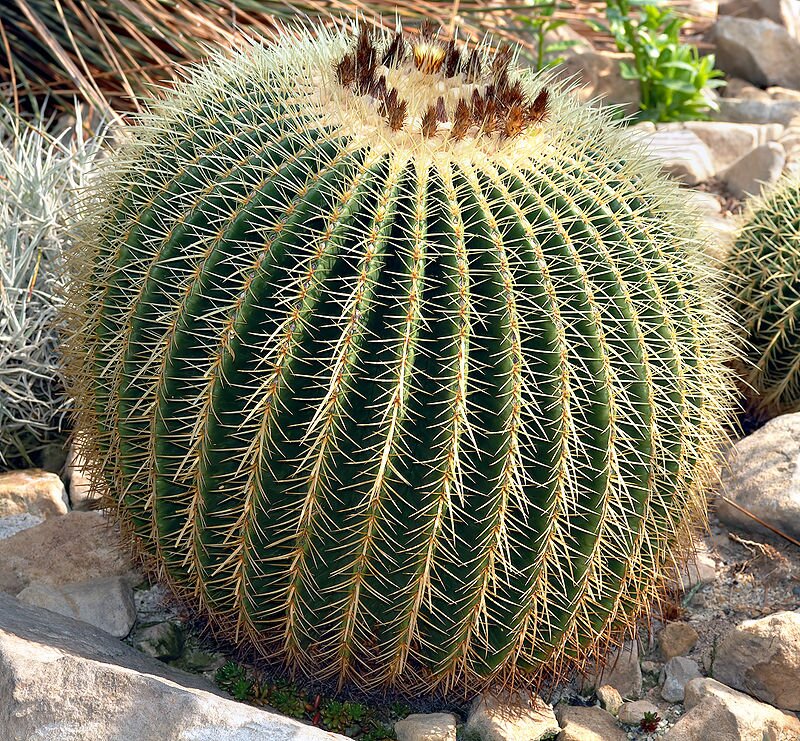 Fotografia przedstawia kaktusa z gatunku Echinocactus grusonii wyglądem przypominającego kulę. Wzdłuż pionowej osi biegną regularne rzędy dużych, białych kolców. Na górze kaktusa brązowe wypustki skierowane w górę. Roślina rośnie na podłożu kamienistym, w te trawy. 