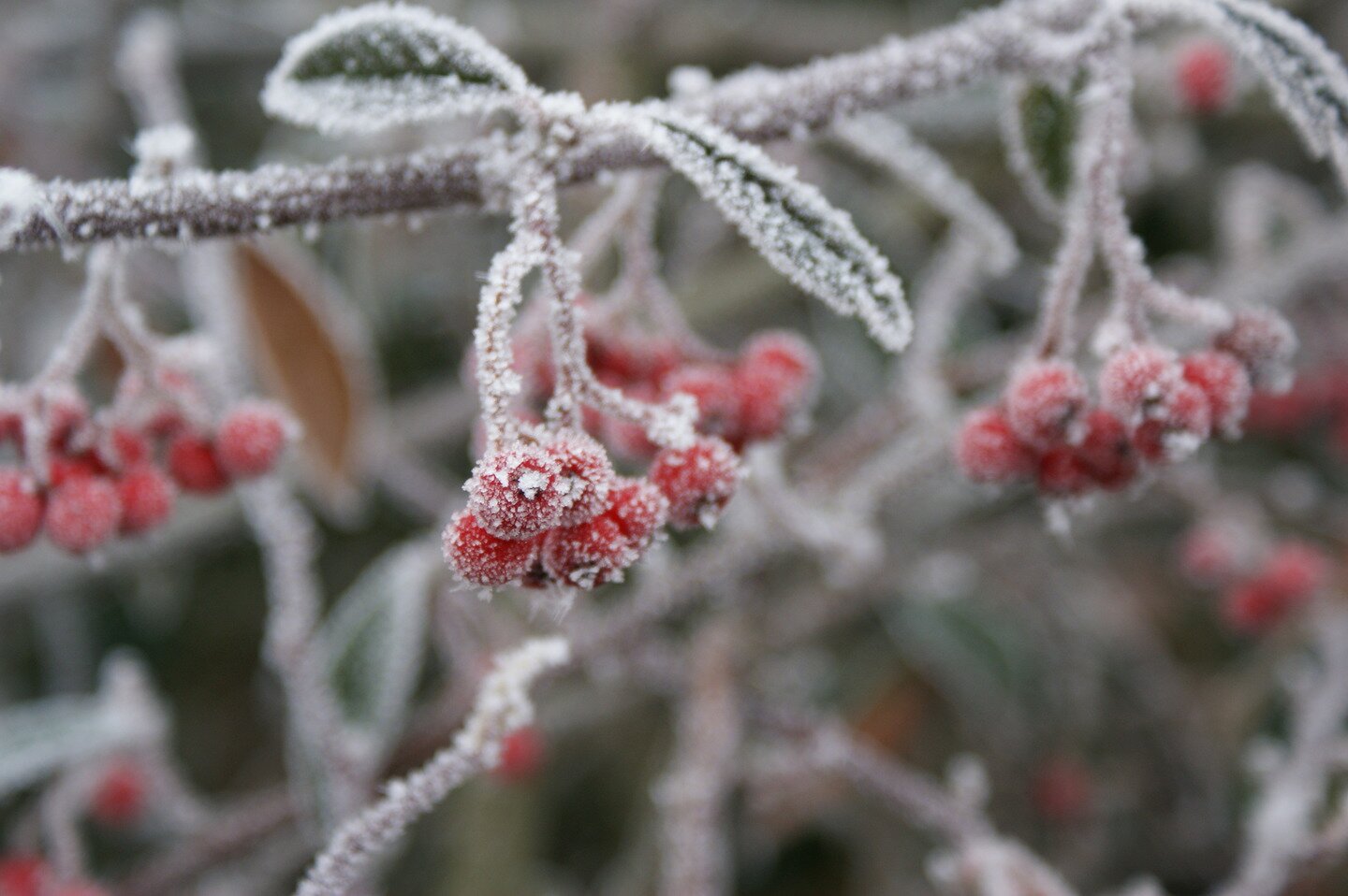 Zdjęcie przestawia drobne gałęzie krzewu pokryte szronem. Cała powierzchnia gałązek pokryta jest drobinami kryształków lodu. Szron jest tak gęsty, że całe gałązki są białe.