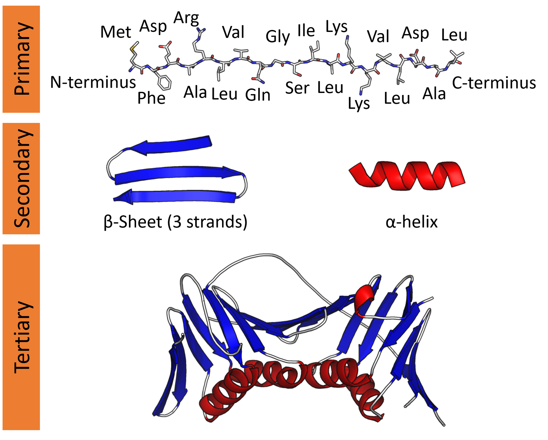 Schemat przedstawia regularnie powtarzające się struktury lokalne stabilizowane wiązaniami wodorowymi. Najczęstsze przykłady struktury drugorzędowej to α-helisa, β-arkusz i skręty. Ponieważ struktury wtórne są lokalne, wiele regionów o różnej strukturze drugorzędowej może być obecnych w tej samej cząsteczce białka.