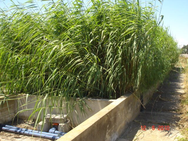 Fotografia przedstawia trzcinową oczyszczalnię ścieków. Zbudowana jest z kilku segmentów z niskich ścianek betonowych, które wypełnia rosnąca w nich wysoka, zielona trzcina. Na pierwszym planie znajdują się rury w kolorze ciemnoszarym, którymi płynie zanieczyszczona woda oczyszczająca się w sposób naturalny. 