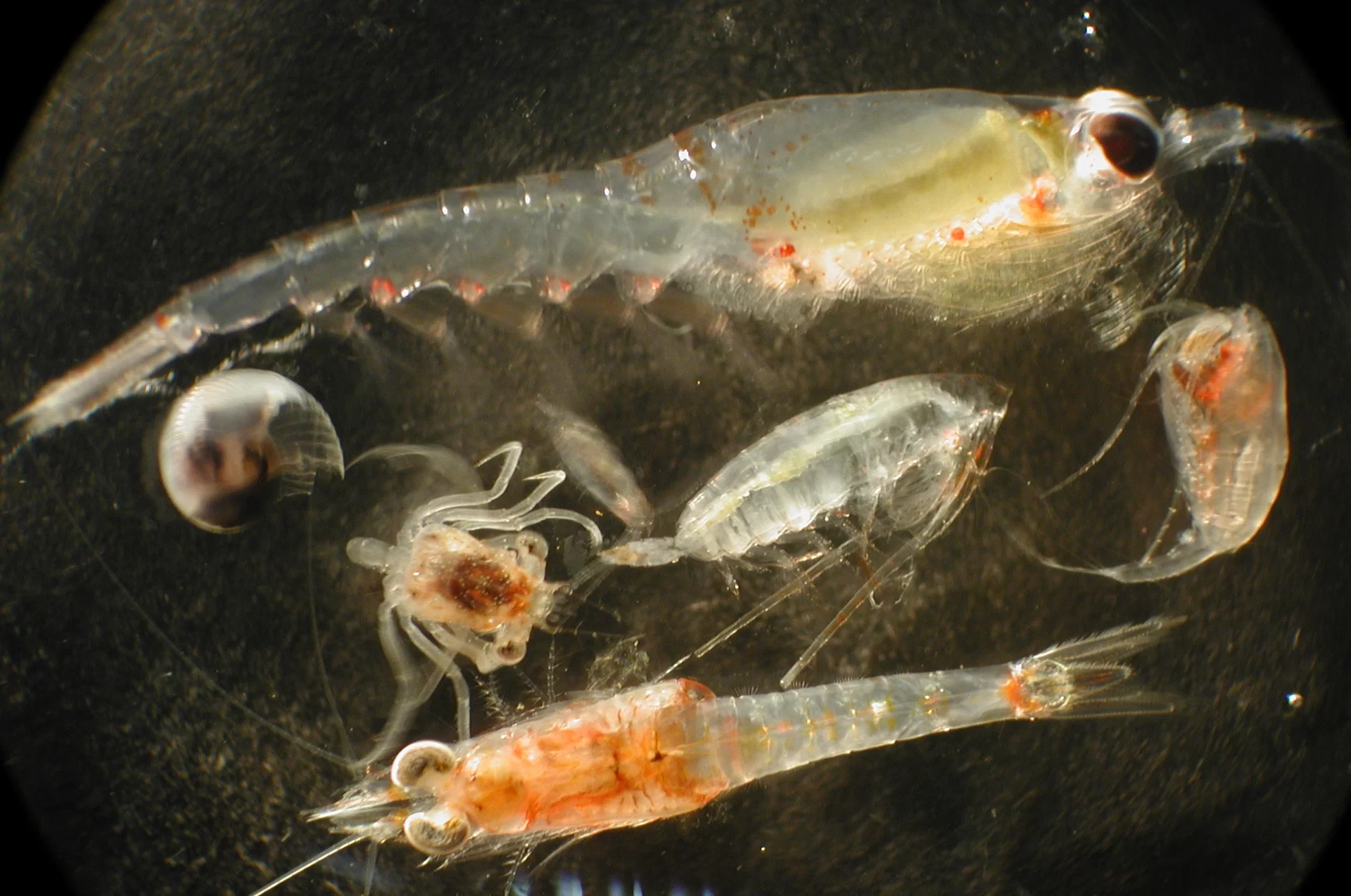 Zdjęcie przedstawia plankton zwierzęcy w postaci sześciu małych organizmów zwierzęcych o różnych kształtach. Wszystkie one posiadają przezroczystą powłokę zewnętrzną wewnątrz której znajdują się żółtopomarańczowe narządy.