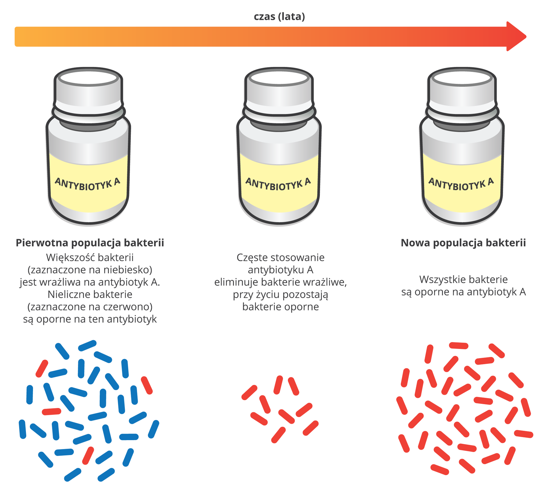 Ilustracja przedstawia schematycznie u góry trzy buteleczki, podpisane antybiotyk A. Nad nimi w prawo czerwona strzałka czasu, oznaczająca lata. U dołu znajdują się niebieskie i czerwone pałeczki, symbolizujące bakterie. Od lewej jest to pierwotna populacja zróżnicowanych bakterii. Liczne niebieskie są wrażliwe na antybiotyk A, czerwone są oporne. Nad pałeczkami znajduje się tekst: "Pierwotna populacja bakterii. Większość bakterii (zaznaczone na niebiesko) jest wrażliwa na antybiotyk A. Nieliczne bakterie (zaznaczone na czerwono) są oporne na ten antybiotyk". W środku ukazano sytuację po częstym stosowaniu antybiotyku: bakterie niebieskie zniknęły, zostały tylko nieliczne czerwone. Nad pałeczkami znajduje się tekst: "Częste stosowanie antybiotyku A eliminuje bakterie wrażliwe, przy życiu pozostają bakterie oporne". Po latach populacja bakterii składa się wyłącznie z opornych, czerwonych pałeczek. Nad pałeczkami znajduje się tekst: "Nowa populacja bakterii. Wszystkie bakterie są oporne na antybiotyk A".