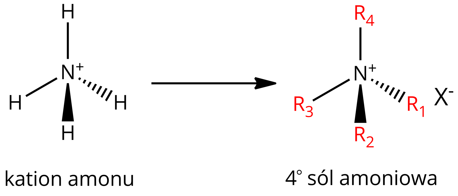 Ilustracja przedstawia następujący schemat: po lewej stronie kation amonu: atom azotu z ładunkiem dodatnim i czterema wiązaniami pojedynczymi do atomów wodoru: jedno skierowane w górę, drugie najbardziej na lewo jest ciągłą linią, środkowe jest czarnym trójkątem z wierzchołkiem skierowanym w stronę atomu azotu, a czwarte wiązanie jest trójkątem narysowanym przerywanymi liniami, z wierzchołkiem skierowanym w stronę atomu azotu. Po prawej stronie pozioma strzałka w prawo, za strzałką wzór czwartorzędowej soli amoniowej: atom azotu z ładunkiem dodatnim i czterema wiązaniami pojedynczymi: jedno skierowane w górę do grupy R4, drugie najbardziej na lewo jest ciągłą linią do grupy R3, środkowe do grupy R2 jest czarnym trójkątem z wierzchołkiem skierowanym w stronę atomu azotu, a trzecie do grupy R1 wiązanie jest trójkątem narysowanym przerywanymi liniami, z wierzchołkiem skierowanym w stronę atomu azotu. Obok znajduje się X-.