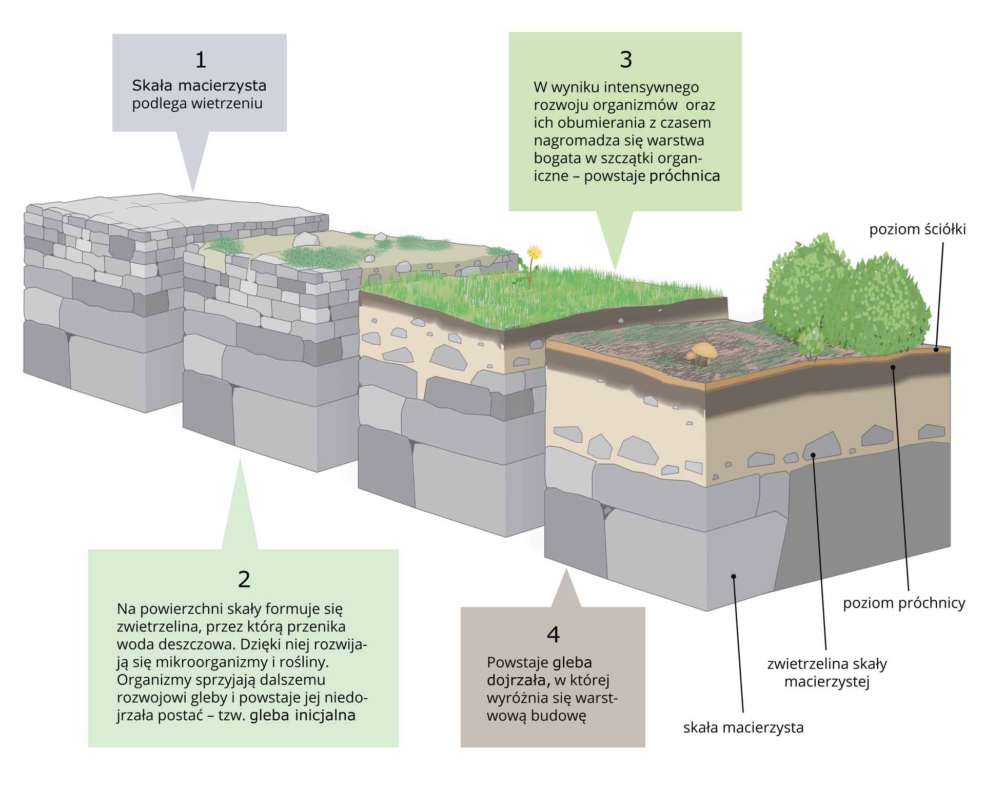 Na ilustracji cztery prostopadłościenne wycinki skał. Kolejno – skała, gleba inicjalna, próchnica i gleba dojrzała. Jest to proces powstawania gleby ze skały macierzystej. Kolejne wycinki mają coraz bardziej zwietrzałą powierzchnię, na której rozwijają się rośliny i mikroorganizmy. Przy pierwszym wycinku opis: Skała macierzysta podlega wietrzeniu. Przy drugim wycinku opis: Na powierzchni skały formuje się zwietrzelina, przez którą przenika woda deszczowa. Dzięki niej rozwijają się mikroorganizmy i rośliny. Organizmy sprzyjają dalszemu rozwojowi gleby i powstaje jej niedojrzała postać – tzw. gleba inicjalna. Przy trzecim wycinku opis: W wyniku intensywnego rozwoju organizmów oraz ich obumierania z czasem nagromadza się warstwa bogata w szczątki organiczne – powstaje próchnica. Przy czwartym wycinku opis: Powstaje gleba dojrzała, w której wyróżnia się warstwową budowę. Przy tym wycinku opisane także warstwy, od góry: poziom ściółki, poziom próchnicy, zwietrzelina skały macierzystej, skała macierzysta.