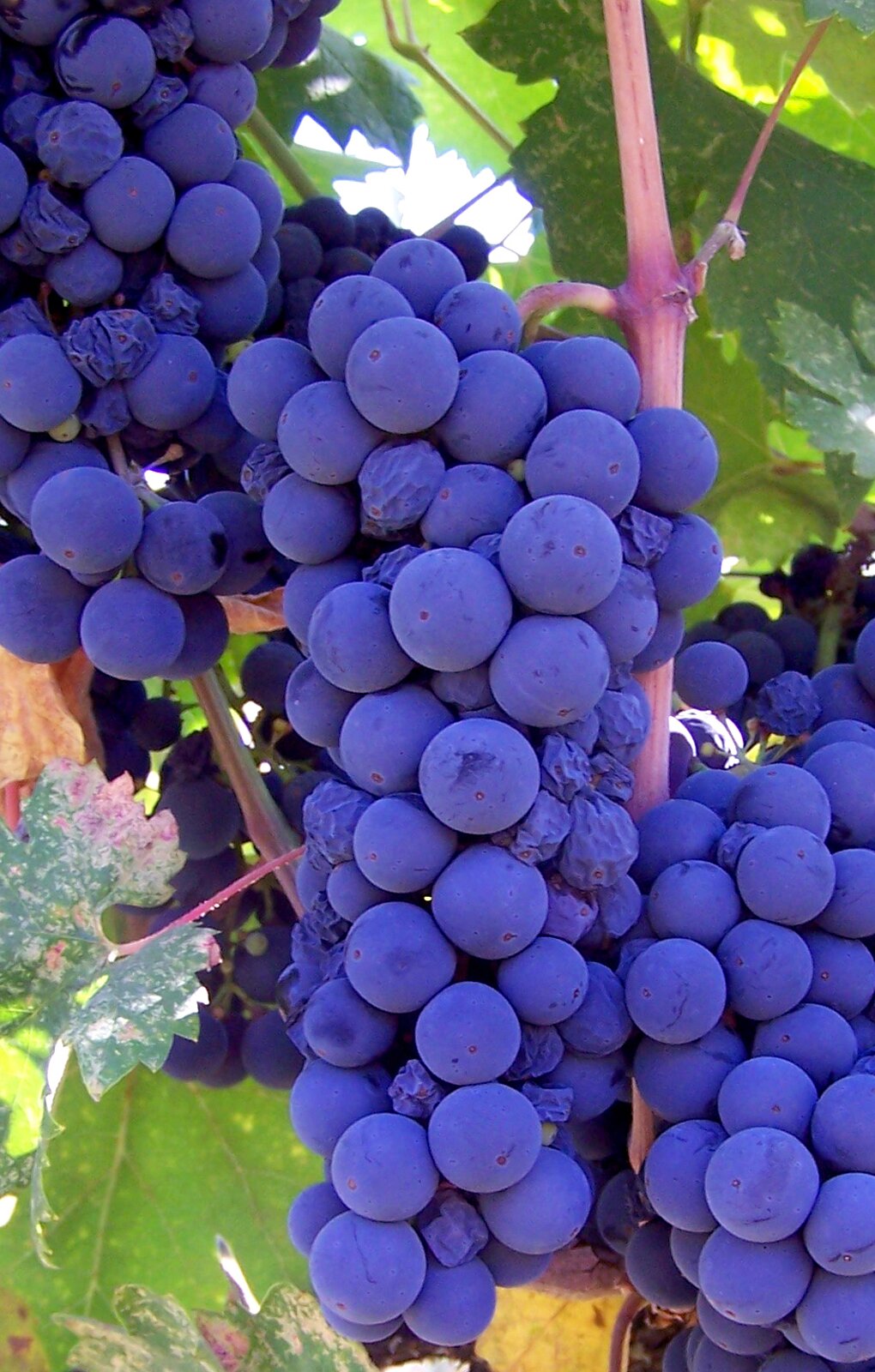 Zdjęcie przedstawia odmianę winorośli Primitivo. Widoczne są kiście winogron, złożone z kulistych jagód w kolorze intensywnie fioletowym, na tle liści winorośli. Niektóre grona są lekko i mocno pomarszczone.