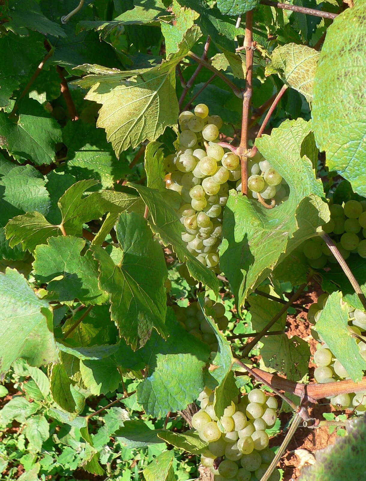Malvasia Fina