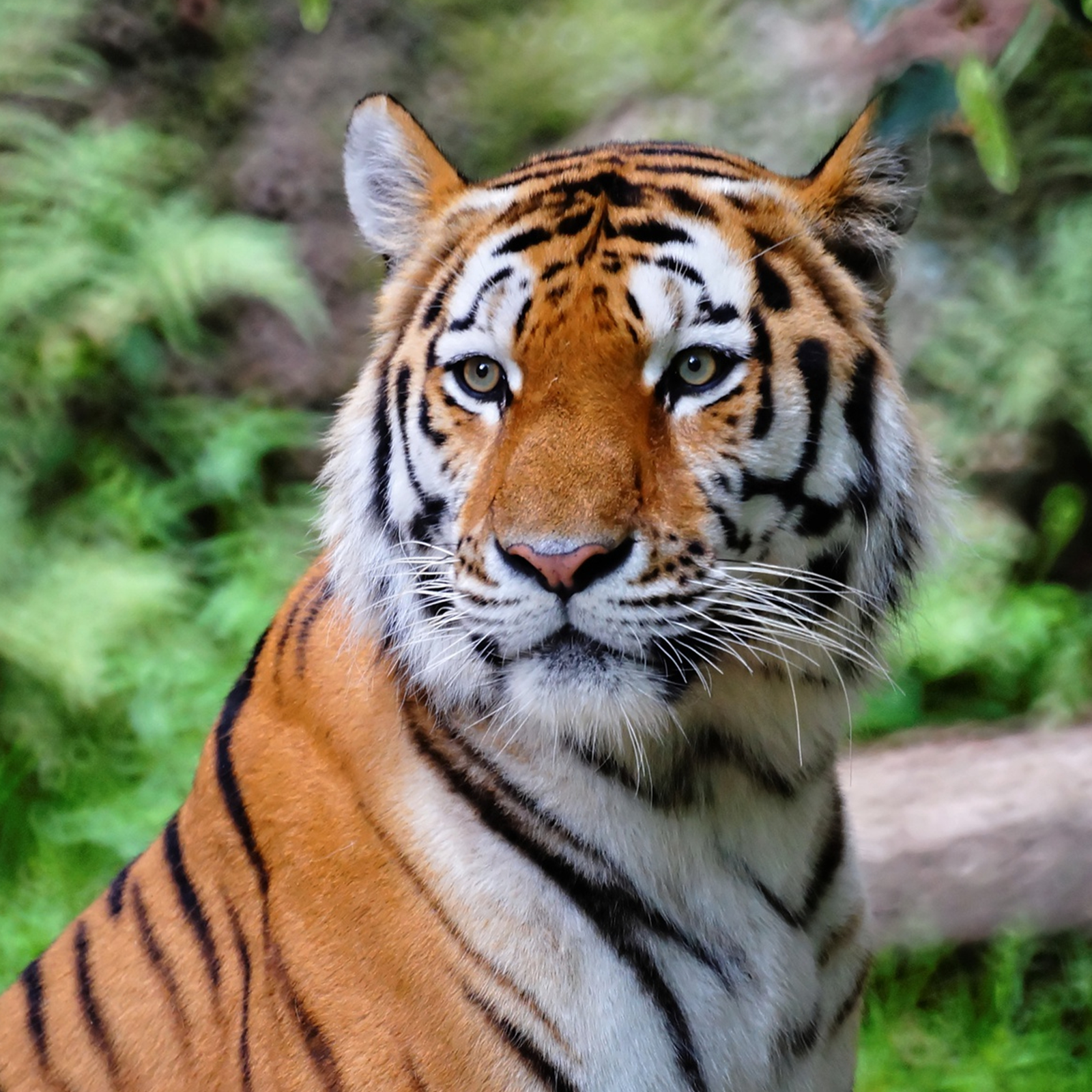 Ilustracja przedstawia tygrysa z czarnymi pasami. Jego sierść ubarwiona jest w różnorodne plamy i pasy. Przy nosie ma liczne wibrysy.