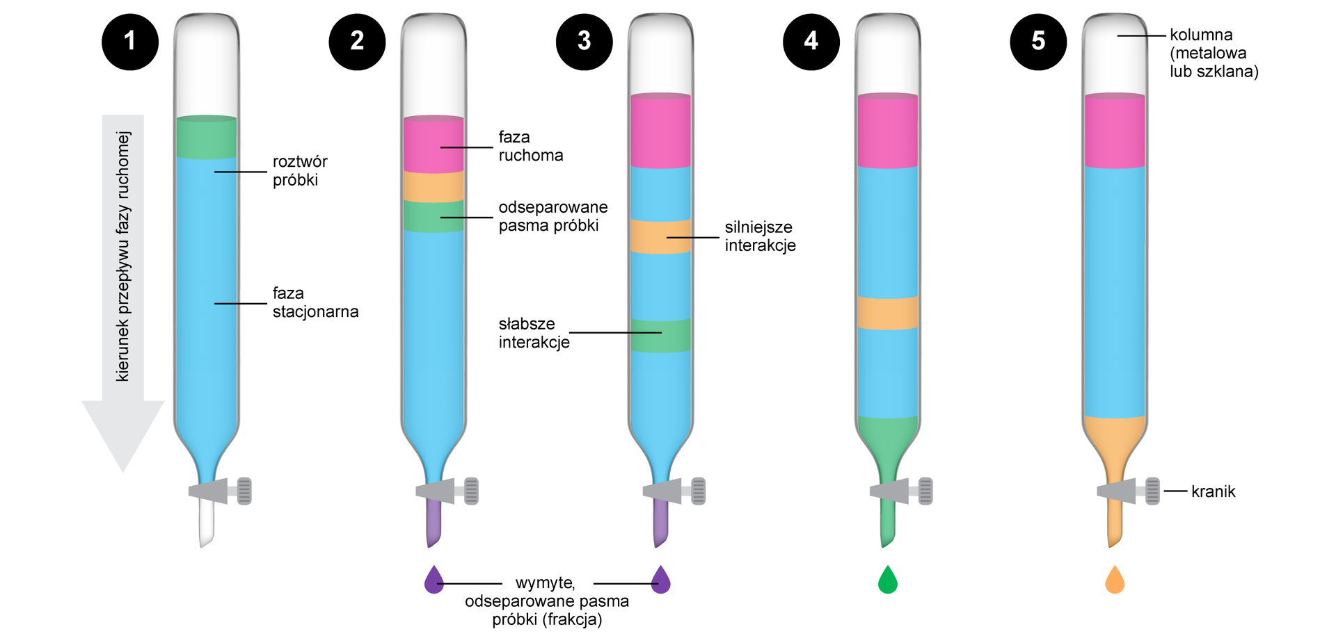 Ilustracja przedstawiająca etapy przeprowadzania chromatografii kolumnowej, znajduje się na niej pięć kolumn, to jest szklanych rurek zakończonych kranikiem. Wszystkie wypełnione są fazą stacjonarną. Na ilustracji zaznaczono przepływ fazy ruchomej za pomocą strzałki skierowanej w dół. W pierwszym etapie na fazę stacjonarną nanoszony jest roztwór oczyszczanej próbki. W drugim etapie po naniesieniu na fazę stacjonarną próbki nad fazę stacjonarną wprowadza się fazę ruchomą, eluent. Przepływ fazy ruchomej powoduje separację związków zawartych w próbce w zależności od ich powinowactwa do fazy ruchomej i stacjonarnej. W trzecim etapie kontynuacja przepływu eluentu prowadzi do wymywania związków o mniejszym powinowactwie do fazy stacjonarnej wraz z rozpuszczalnikiem. W czwartym etapie związki wymywane, które wchodzą w słabsze interakcje z fazą stacjonarną są zbierane jako frakcja u wylotu kranika, roztwór opuszczający kolumnę nosi nazwę eluatu. W dalszym etapie, w miarę przepływu fazy ruchomej również związki charakteryzujące się silniejszymi interakcjami z fazą stacjonarną również zostają wymyte z kolumny i zebrane w odbieralnikach jako kolejne frakcje. 