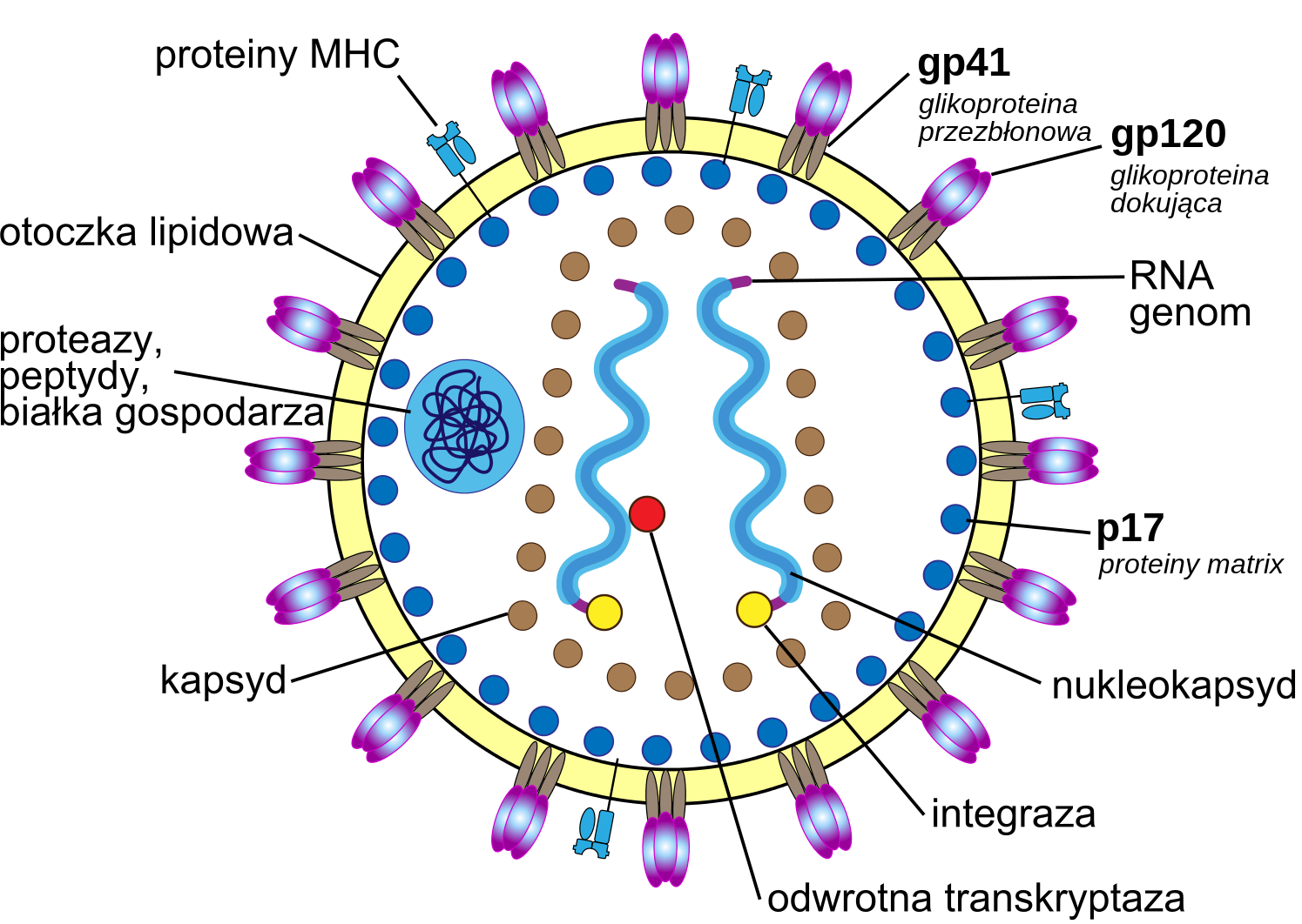 Na grafice przedstawiony jest schemat wirusa HIV. Wirus ma okrągły kształt, osłonięty jest otoczką lipidową, w której zakotwiczone są proteiny MHC oraz struktury zbudowane z glikoprotein przezbłonowych (gp41) oraz glikoprotein dokujących (gp120). Wewnątrz wirusa tuż przy jego ścianie znajdują się proteiny matrix (p17). Wirus zawiera również okrągłą strukturę, w której znajdują się proteazy, peptydy oraz białka gospodarza. W centrum wirusa znajduje się kapsyd, wewnątrz którego obecny jest genom wirusa w postaci RNA otoczony nukleokapsydem. Do RNA przywiązane są cząsteczki integrazy oraz odwrotnej transkryptazy.