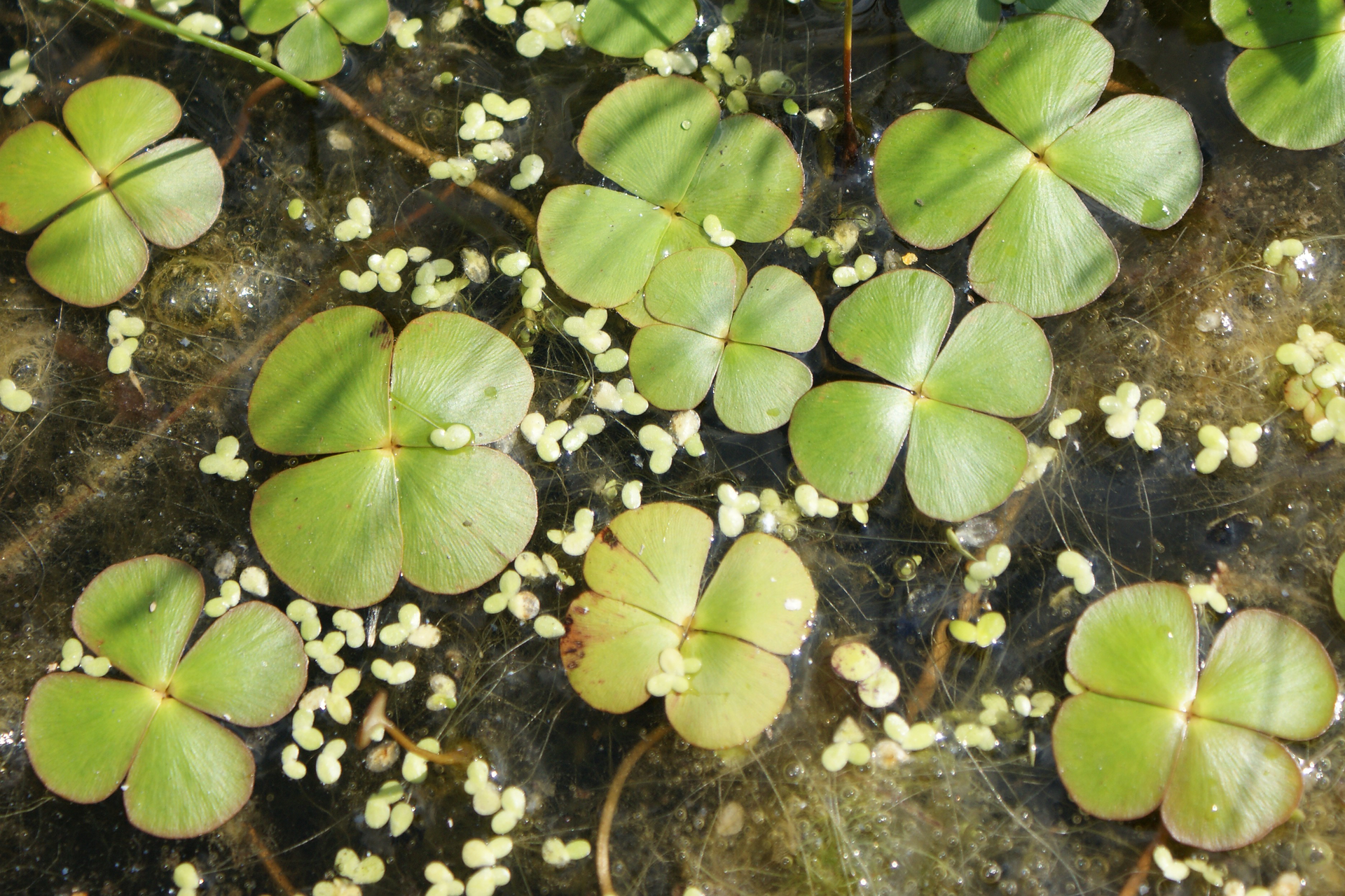 Fotografia przedstawia kilka płaskich, trójkątnych liści połączonych po cztery. Pływają po wodzie, a pod nimi znajdują się cienkie, białe niteczki. W wodzie znajdują się grubsze, brązowe łodygi. To paproć marsylia czterolistna. Obok niej na wodzie unoszą się drobne, jasne listki.