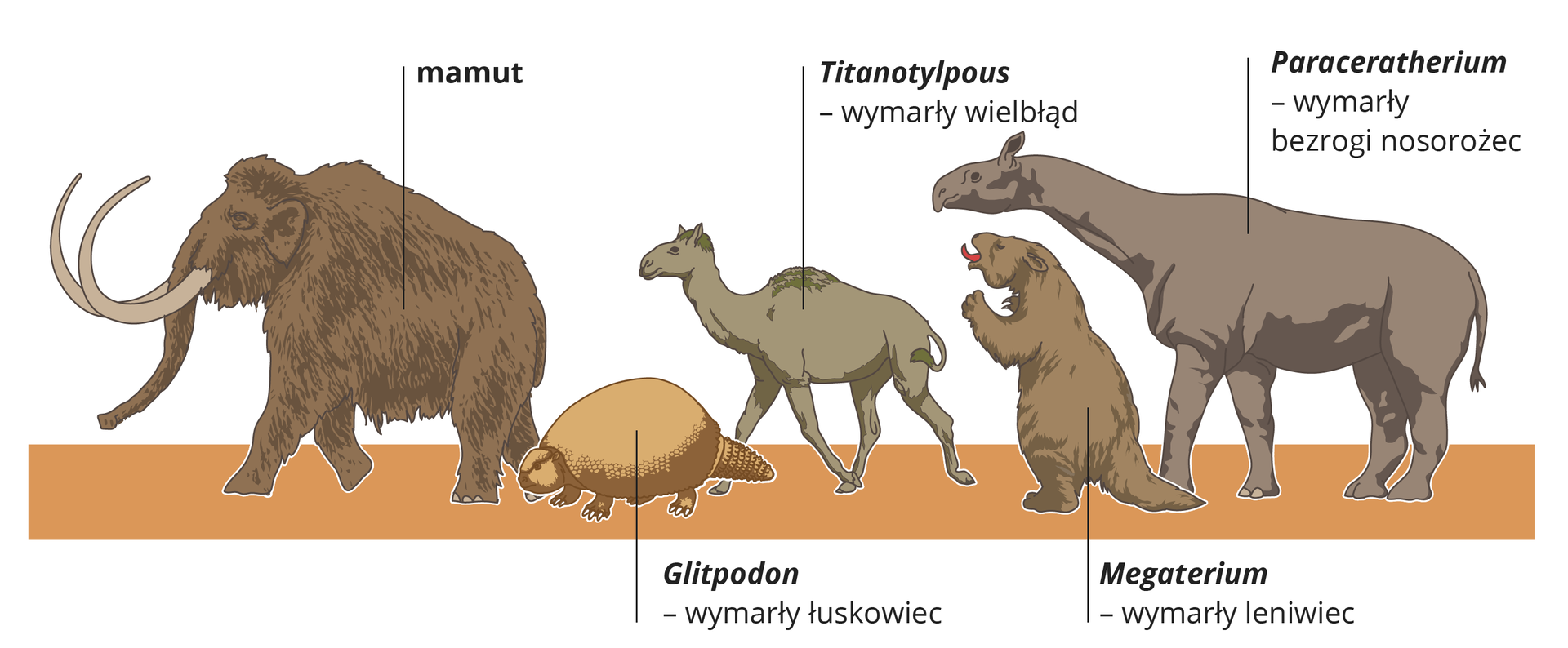 Ilustracja przedstawia rysunki pięciu olbrzymich wymarłych ssaków. Stoją na pomarańczowym pasie, głowami w lewo, przy nich podpisy. Od lewej: mocno owłosiony brązowy mamut z długimi kłami; mały, jasnobrązowy łuskowiec Gliptodon; za nim szarawy wymarły wielbłąd Titanotylopus*. Za nim stojący na tylnych nogach leniwiec Megaterium, z otwartym pyskiem i czerwonym językiem. Na końcu bezrogi nosorożec Paracerahterium, z długą szyją i mała głową.
