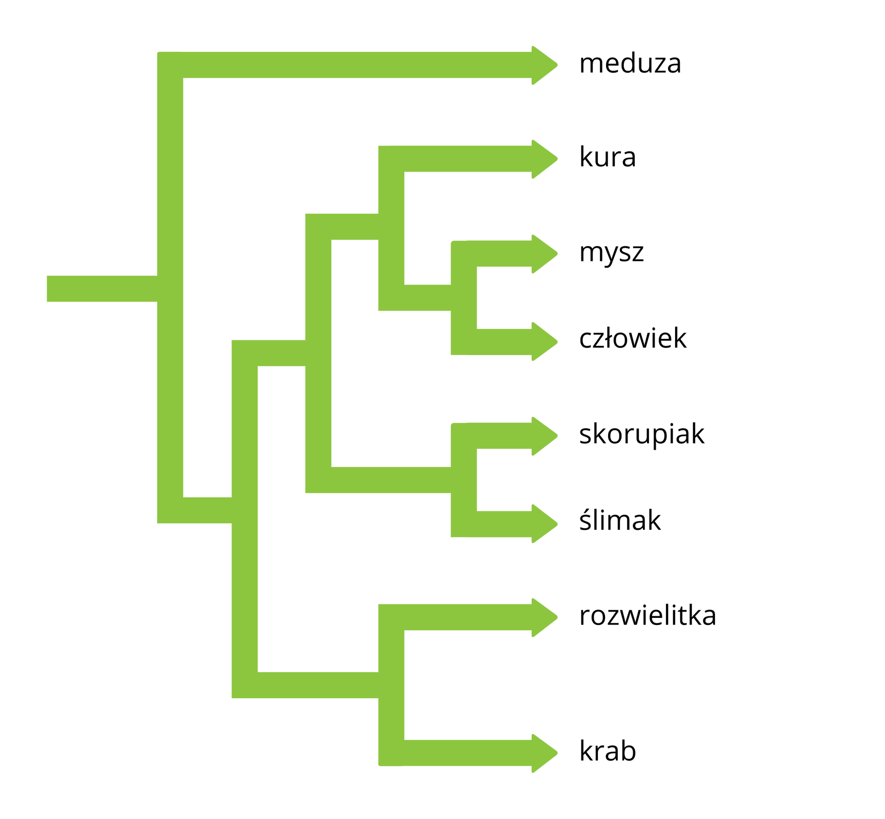 Schemat przedstawia zielone strzałki, które łączą się lub wynikają jedna z drugiej. Po prawej za poszczególnymi strzałkami znajdują się nazwy rodzajowe. Strzałki oznaczają pokrewieństwo pomiędzy organizmami, ustalone na podstawie porównania białka, budującego ich receptor jądrowy.