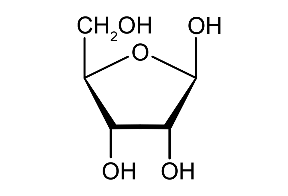 Ilustracja przedstawiająca wzór formy cyklicznej rybozy zbudowanej z pięcioczłonowego pierścienia, który stanowią cztery atomy węgla i jeden tlenu, numeracja atomów jest zgodna z ruchem wskazówek zegara. Węgiel C jeden wbudowany jest w pierścień i podstawiony grupą hydroksylową O H odchodzącą do góry, przed płaszczyznę. Łączy się on z budującym pierścień atomem węgla C dwa. Od węgla C dwa i C trzy za płaszczyznę odchodzą grupy hydroksylowa O H, zaś przed płaszczyznę atomy wodoru. Dalej atom węgla C cztery połączony jest z atomem tlenu, który to związany jest z atomem węgla C jeden, co zamyka pięcioczłonowy pierścień. Ponadto od węgla C cztery odchodzi do góry, przed płaszczyznę grupa C H indeks dolny, dwa, koniec indeksu dolnego, O H.
