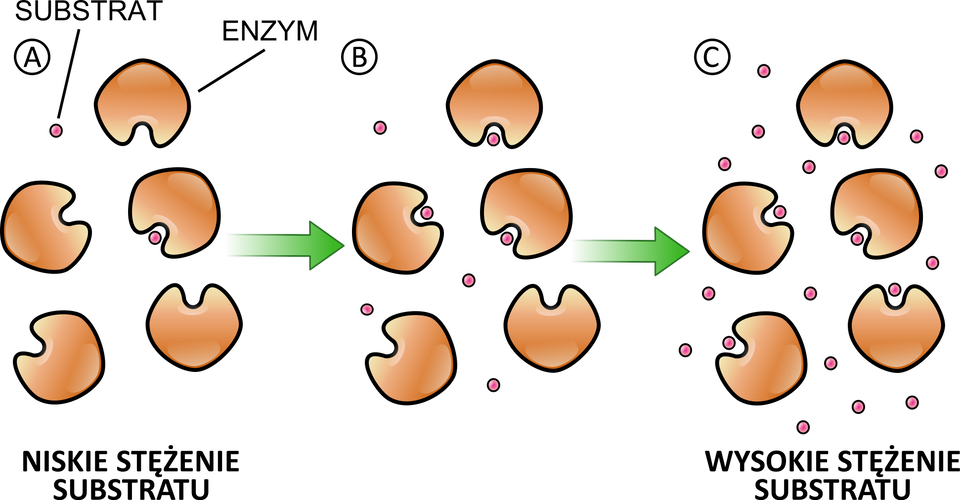 Ilustracja przedstawia tworzenie kompleksów substrat‑enzym w trzech przypadkach – niskiego, średniego i wysokiego stężenia substratu. Niskie stężenie substratu zostało oznaczone literą A. Widoczne jest 5 cząsteczek enzymu i tylko dwie cząsteczki substratu, z których jedna jest przyłączona do cząsteczki enzymu, a jedna wolna. Przy średnim stężeniu substratu oznaczonym literą B widoczne jest 5 cząsteczek enzymu oraz 7 cząsteczek substratu, z czego 3 są związane z cząsteczkami enzymu, a 4 wolne. Na rysunku C z wysokim stężeniem substratu widocznych jest 5 cząsteczek enzymu oraz 19 cząsteczek substratu. Każda cząsteczka enzymu jest związana z cząsteczką substratu. Cząsteczki enzymu są wyobrażone na schemacie jako okrąg z wgłębieniem, a substratu jako niewielki, czerwony punkcik, który wnika w to wgłębienie. 