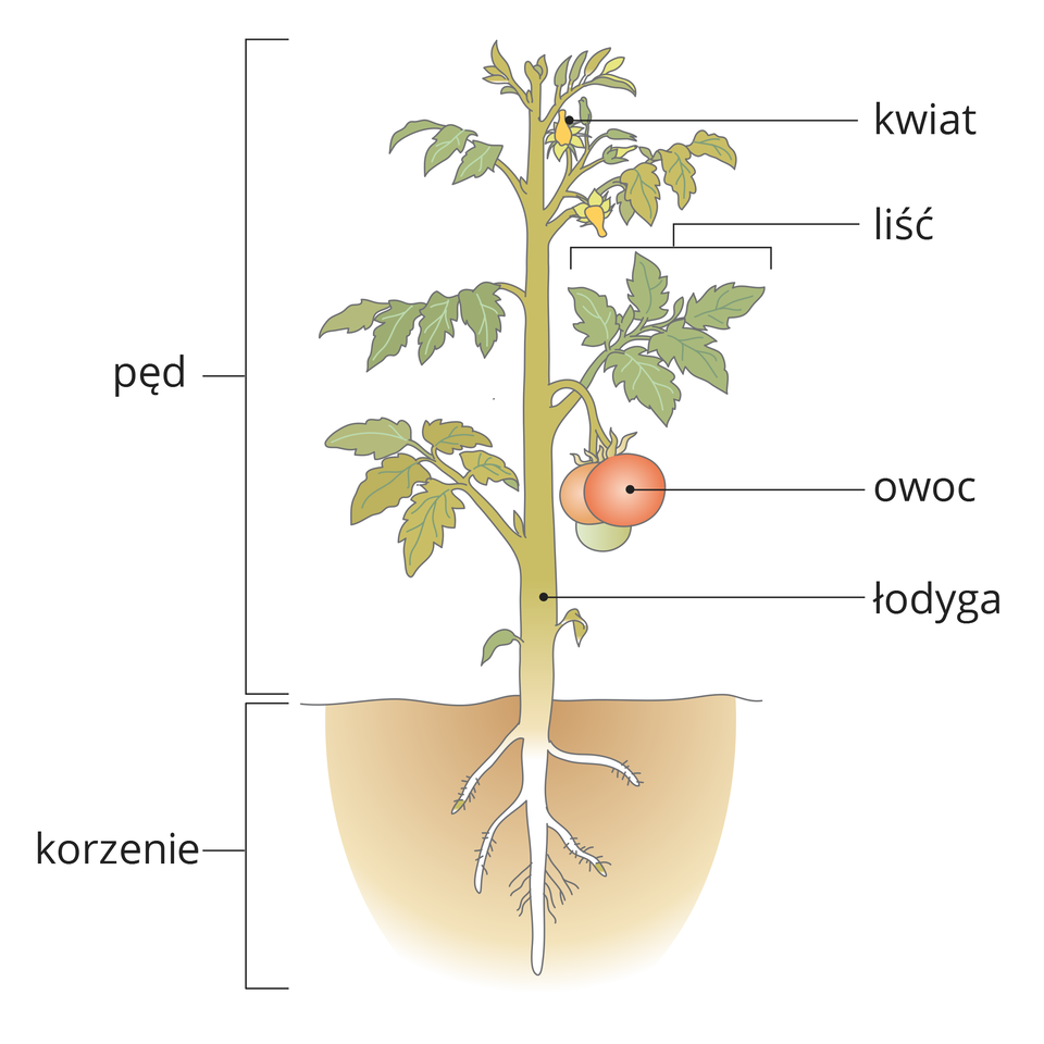 Ilustracja przedstawia pęd pomidora z korzeniem. Od góry na łodydze znajdują się: żółte kwiaty, zielone liście i czerwone owoce. Kwiaty, liście, owoce i łodyga stanowią nadziemną część rośliny, czyli pęd. Rozgałęziony korzeń znajduje się w ziemi.