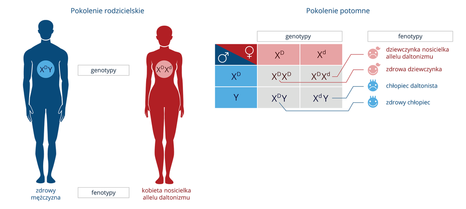 Grafika przedstawia schemat dziedziczenia daltonizmu.  Po lewej stronie ilustracji znajduje się pokolenie rodzicielskie. Fenotypowo zdrowy mężczyzna oznaczony na niebiesko posiada genotyp X indeks górny duża litera D Y. Kobieta która jest nosicielką allelu daltonizmu oznaczona jest na czerwono. Jej genotyp to X indeks górny duża litera D X indeks górny mała litera D. Po prawej stronie znajduje się krzyżówka prezentująca genotypy pokolenia potomnego. W kolumnach oznaczono allele matki. W pierwszej kolumnie znajduje się allel X indeks górny duża litera D. W kolumnie drugiej znajduje się allel X indeks górny mała litera D. W wierszach oznaczono allele ojca. W pierwszym wierszu znajduje się allel X indeks górny duża litera D. W drugim wierszu znajduje się allel Y.  W wyniku krzyżówki otrzymujemy cztery genotypy: X indeks górny duża litera D X indeks górny duża litera D. X indeks górny duża litera D X indeks górny mała litera D. X indeks górny duża litera D Y. X indeks górny mała litera D Y. Przekłada się to na cztery różne fenotypy, kolejno: Zdrowa dziewczynka, dziewczynka będąca nosicielką allelu daltonizmu, zdrowy chłopiec, chłopiec daltonista. 
