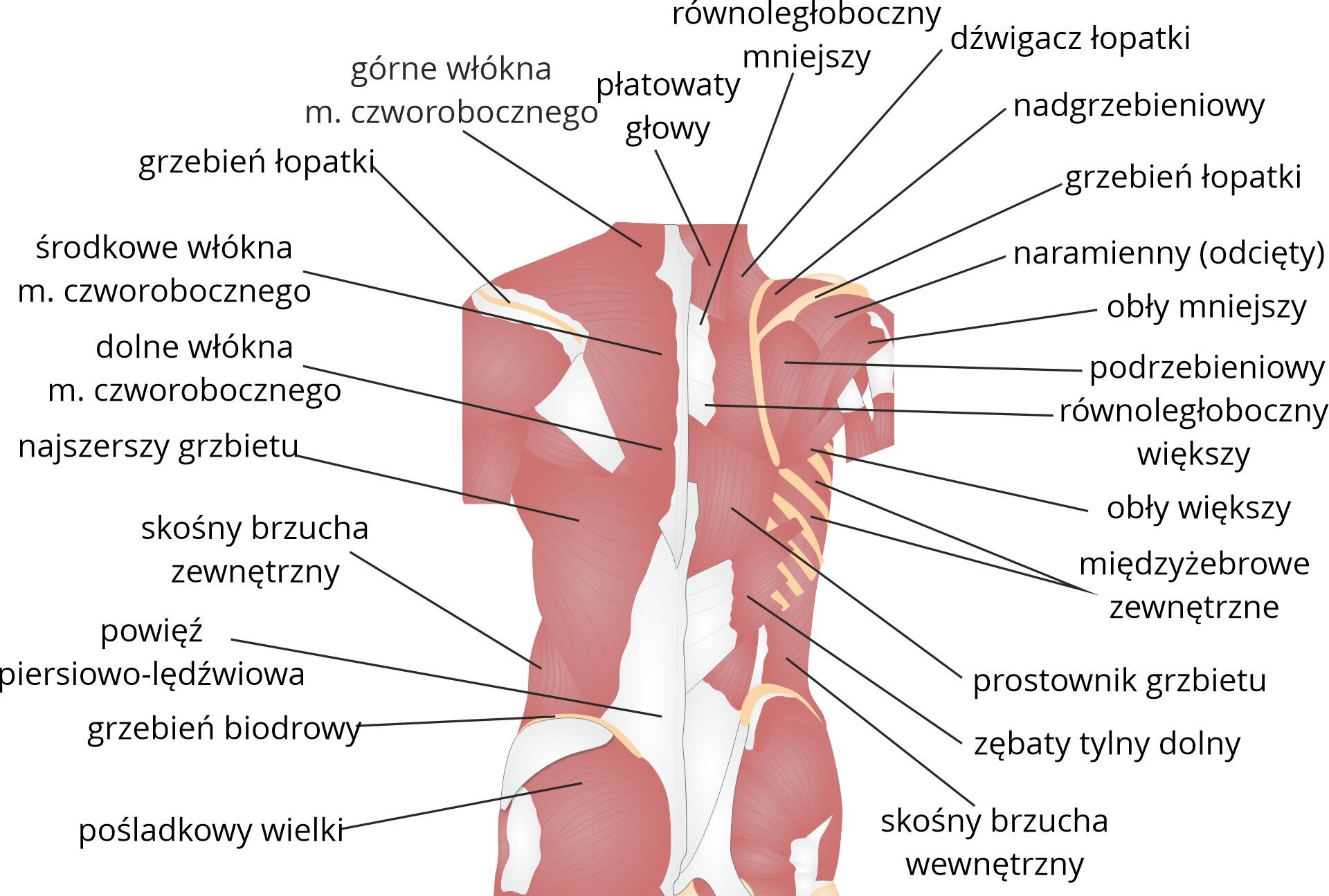 Grafika pod tytułem mięśnie grzbietu warstwa powierzchowna. Grafika przedstawia warstwę powierzchowną mięśni grzbietu człowieka, od góry zaznaczono: górne włókna mięśnia czworobocznego, płatowaty głowy, dźwigacz łopatki, nadgrzebieniowy, grzebień łopatki, naramienny, inaczej odcięty, środkowe włókna mięśnia czworobocznego, obły mniejszy, podgrzebieniowy, równoległoboczny większy, dolne włókna mięśnia czworobocznego, obły większy, prostownik grzbietu, międzyżebrowe zewnętrzne, skośny brzucha zewnętrzny, skośny brzucha zewnętrzny, zębaty tylny dolny, powięź piersiowo‑lędźwiowa, grzebień biodrowy, pośladkowy wielki.