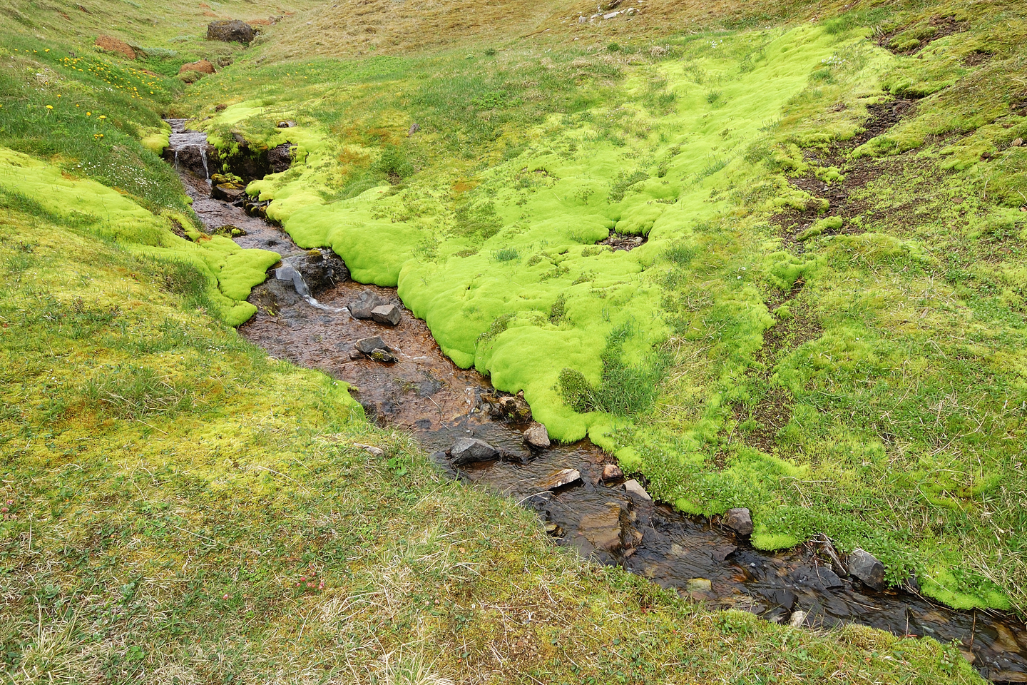 Fotografia przedstawiająca zbocza pagórków stepu. W dolinie płynie strumień, na którego prawym brzegu widoczne są rozrośnięte kępy mchu.