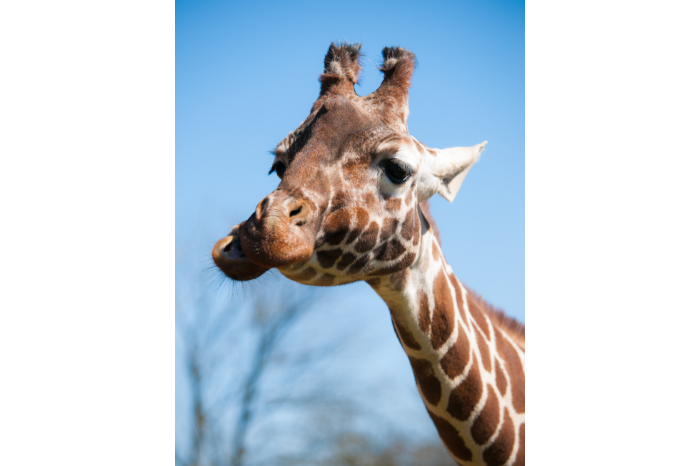Fotografia przedstawia zbliżenie głowy żyrafy. Jest łaciata, brązowo – biała. Do góry sterczą okryte sierścią rożki. Dolna szczęka żyrafy jest mocno przesunięta względem górnej. Żyrafa przeżuwa zjedzony pokarm roślinny tak jak krowa.