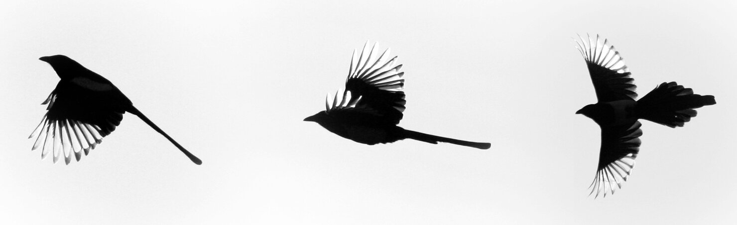 Kliknij żeby powiększyć Zdjęcie przedstawia trzy sroki lecące w lewą stronę. Jeden ptak ma ułożone skrzydła w dół, drugi ułożone w górę. Trzecia sroka rozkłada całkowicie skrzydła.