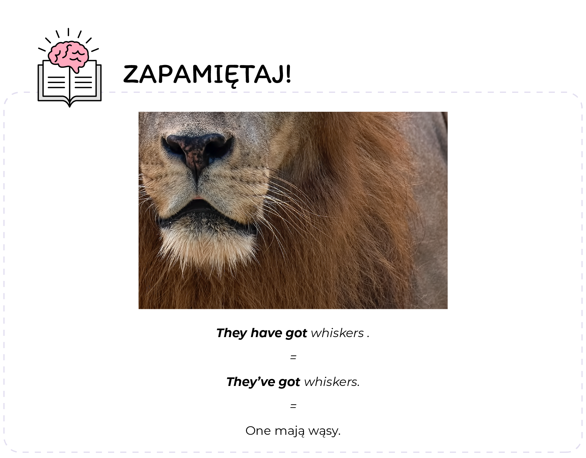 Ilustracja podpisana jest: Zapamiętaj. W jej lewym górnym rogu znajduje się ikonka otwartej książki i mózgu. Poniżej znajduje się zdjęcie ukazujące zbliżenie na pysk lwa. Poniżej znajdują się trzy zdania, pomiędzy którymi znajdują się znaki równości.  They have got whiskers. They’ve got whiskers  One mają wąsy.