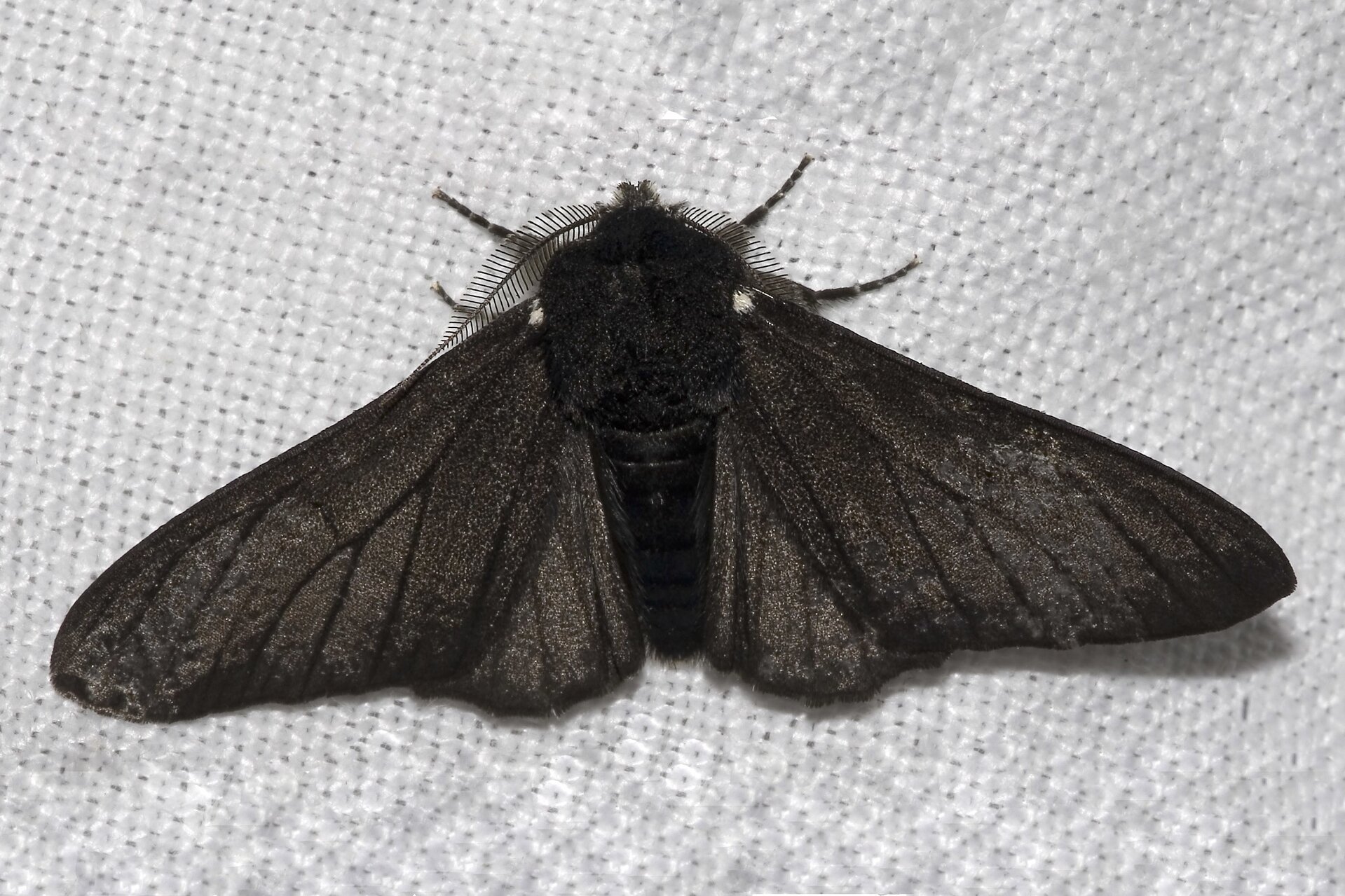 Zdjęcie przedstawia ćmę. Całe jej ciało jest zabarwione na ciemny, niemal czarny kolor. 