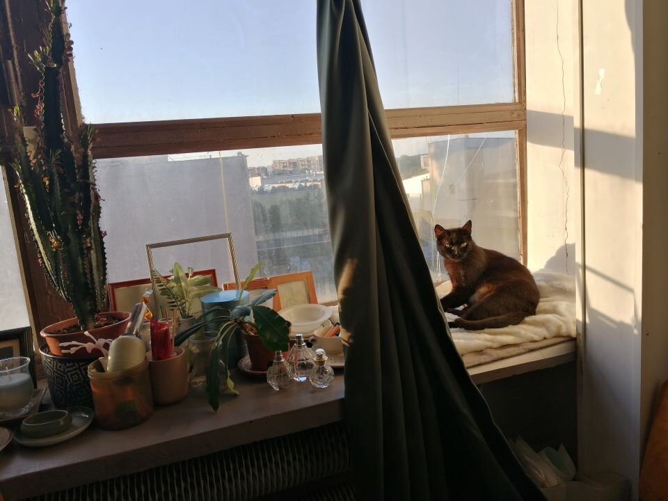 Ilustracja przedstawia fotografię okna. W kadrze na pierwszym planie jest parapet, na którym siedzi kot oraz wiele różnorodnych przedmiotów. Za oknem widoczne są zabudowania miejskie. 