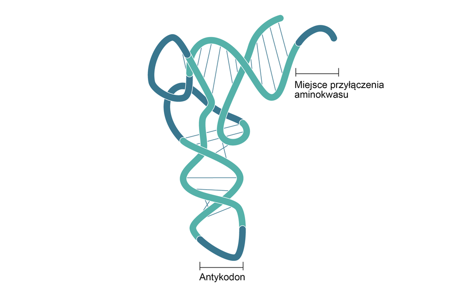Ilustracja przedstawia model trójwymiarowy struktury trzeciorzędowej tRNA. Jest to zwinięta i poskręcana linia, która swój początek i koniec ma na górze schematu. Składa się ona z jasno- i ciemnozielonych odcinków, które są w niektórych miejscach połączone ze sobą cienkimi liniami. Na dole schematu ciemnozielony odcinek będący dolną częścią pętli podpisany jest jako antykodon, natomiast kolejny, ciemnozielony odcinek na górze podpisany jest jako miejsce przyłączenia aminokwasu. 