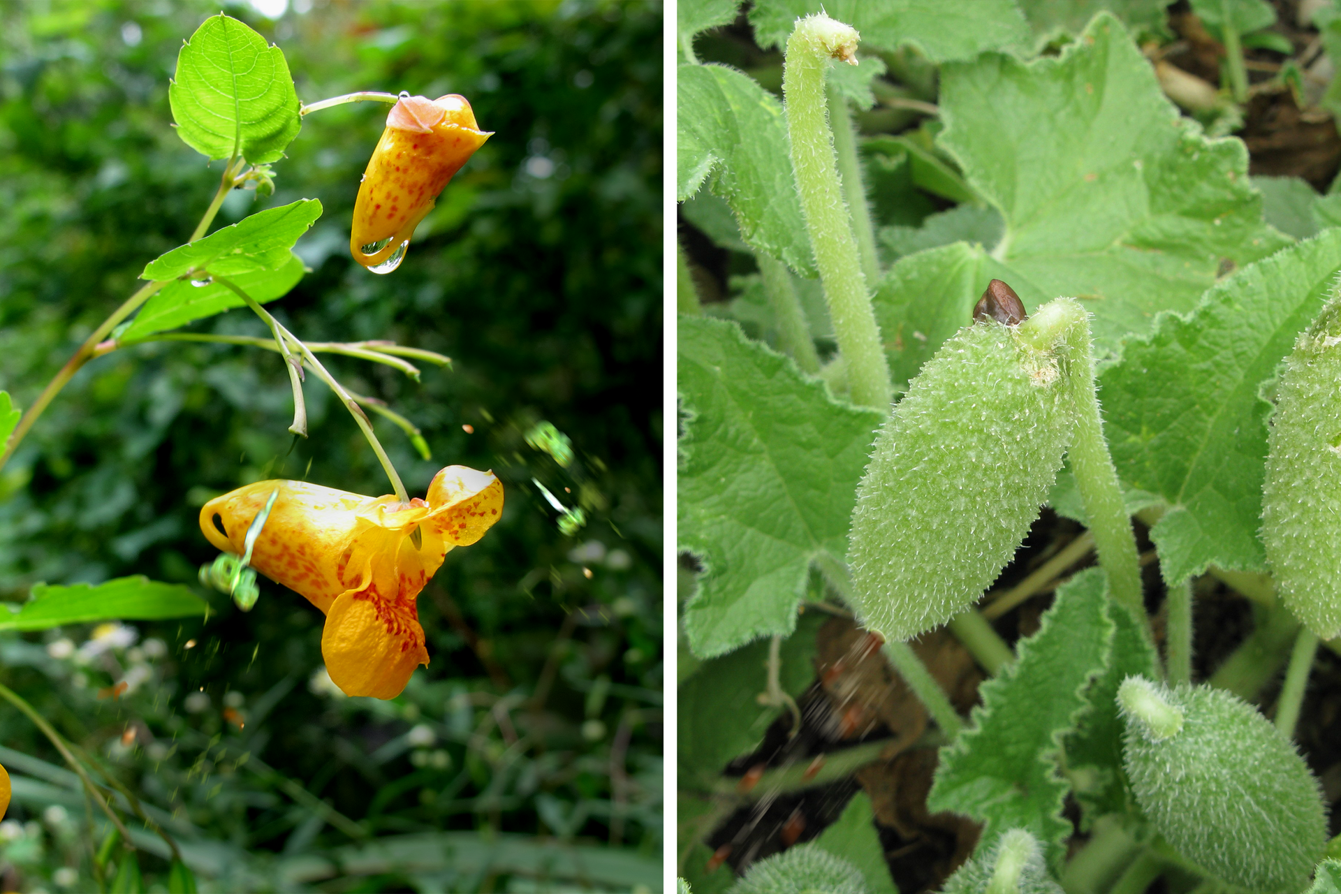 Fotografie przedstawiają rośliny, rozsiewające się samoczynnie. Na tej po lewej na pędzie znajdują się dwa pomarańczowe kwiaty. Po prawej trzy grube, kolczaste owoce. Niewielkie zielone i brązowe smugi w dół na obu fotografiach oznaczają „wystrzelenie” nasion.
