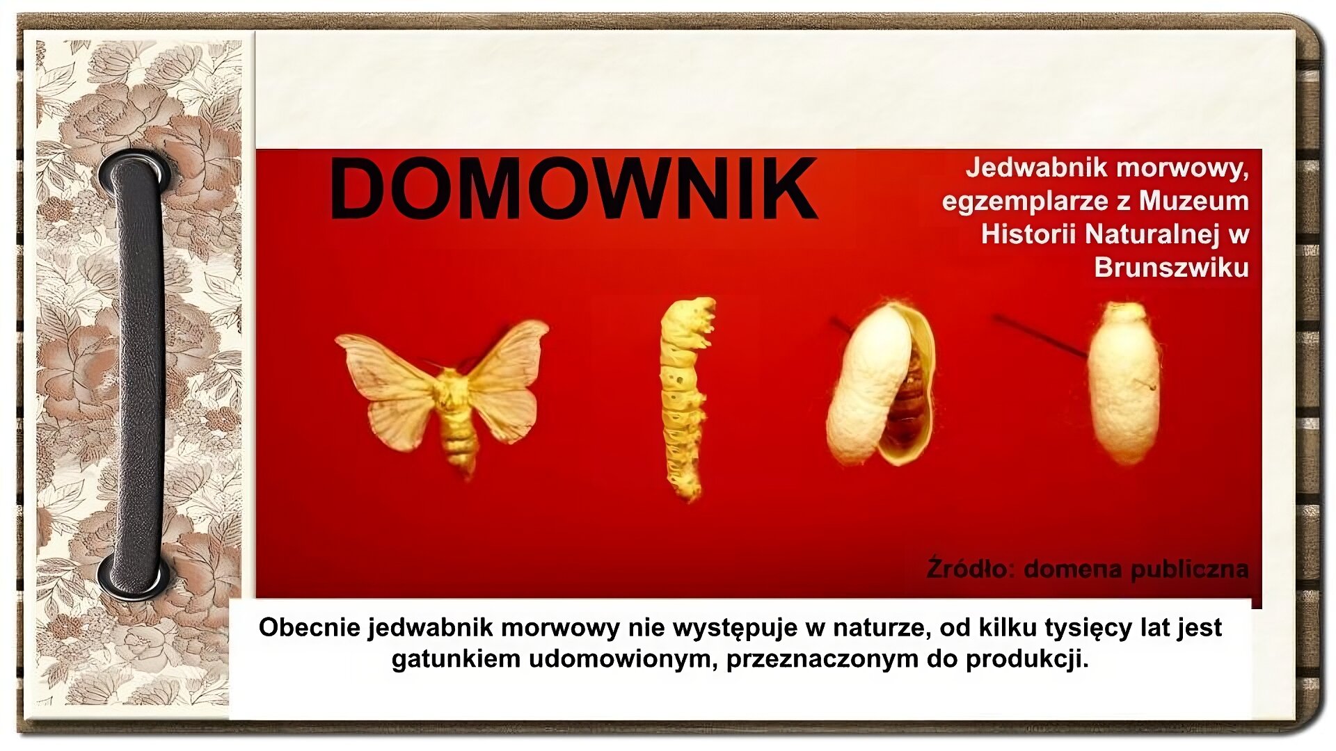 Slajd zatytułowany „Domownik”. Tekst na slajdzie: Obecnie jedwabnik morwowy nie występuje w naturze, od kilku tysięcy lat jest gatunkiem udomowionym, przeznaczonym do produkcji. Pośrodku zdjęcie przedstawia wysuszone okazy jedwabnika morwowego. Pierwszy po lewej jedwabnik w formie motyla, drugi z lewej w formie gąsienicy, trzeci od lewej to otwarty w połowie kokon, przedstawiający larwę jedwabnika, czwarty z lewej to zamknięty kokon. Po lewej stronie ornament zdobiący slajd w formie motywów roślinnych, na których nałożono stylizowaną, metalową obwódkę spinającą stronę.