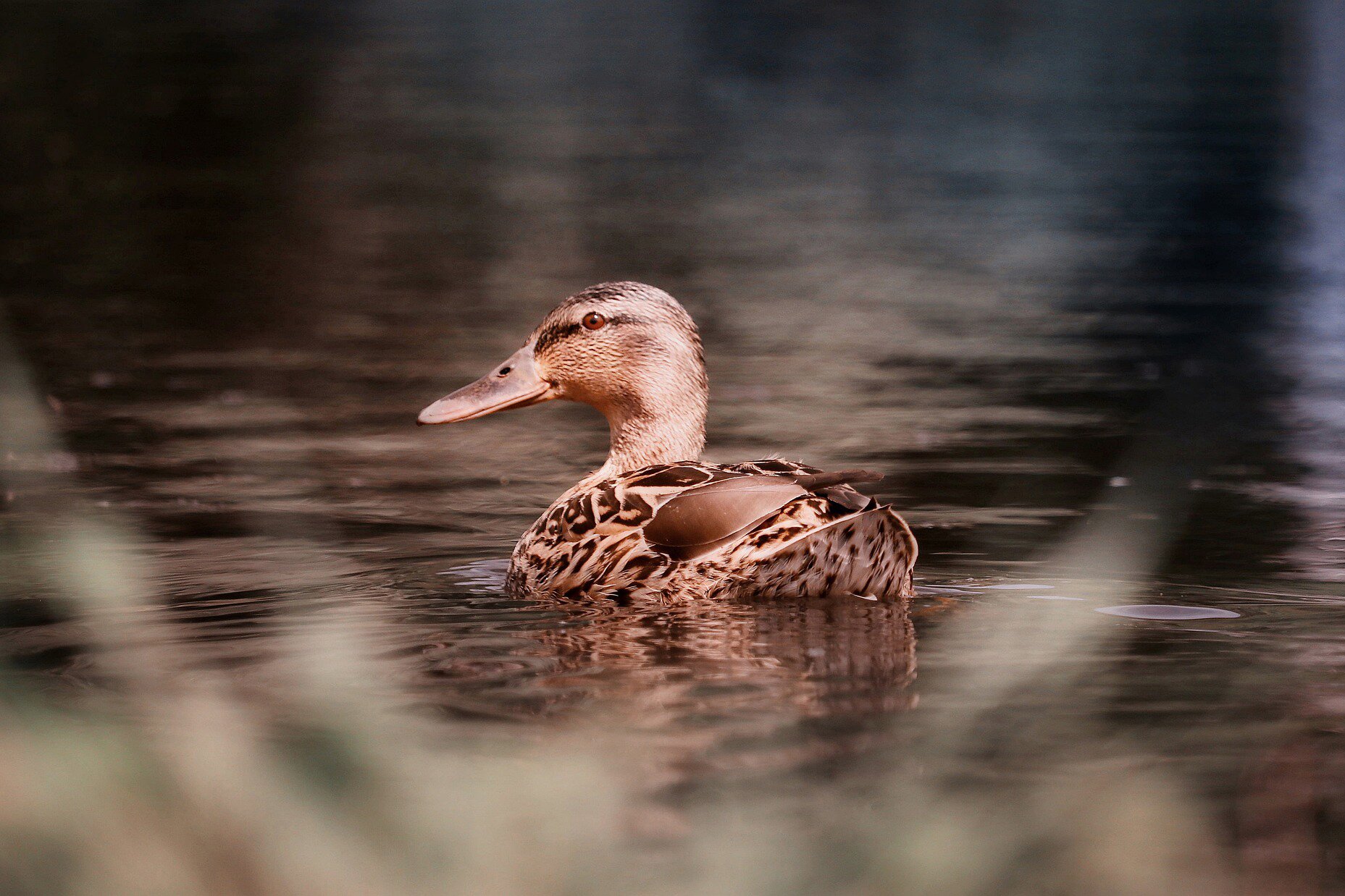 Zdjęcie prezentuje kaczkę pływającą po jeziorze. Posiada on długi ciemny dziób oraz jasno brązowe upierzenie z ciemnymi plamami.  