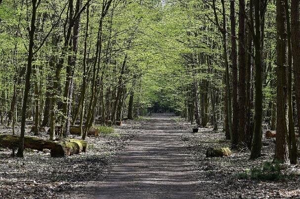 Zdjęcie przedstawia las, przez który prowadzi ścieżka. 