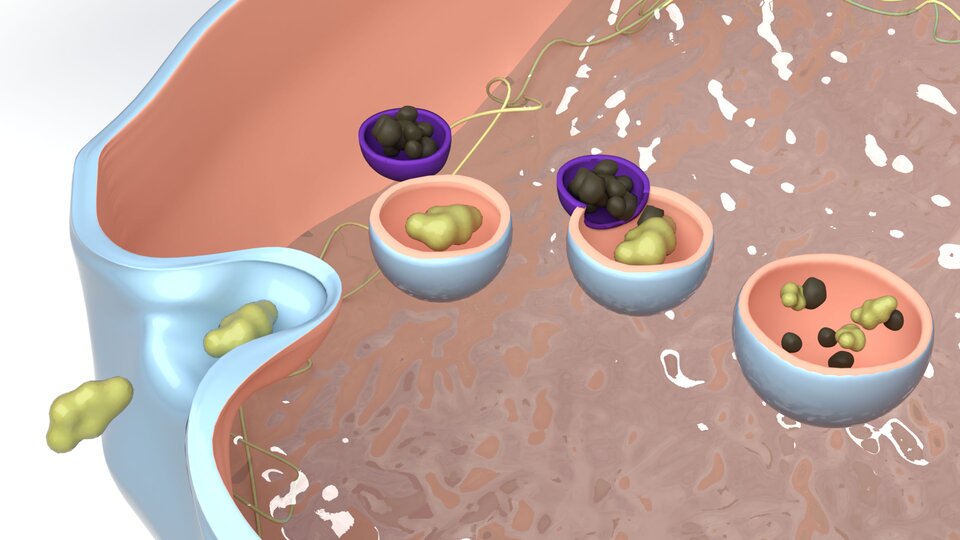 Grafika przedstawia proces fagocytozy. Fragment błony komórkowej wpukla się do wnętrza komórki i zamyka czynnik wnikający w pęcherzyku, który następnie zostaje oderwany i tworzy fagosom. Jest on pokazany jako niebieski pęcherzyk, w środku o beżowym kolorze. Łączy się on następnie z lizosomem pierwotnym - oznaczonym na fioletowo z czarnymi elementami w środku - niosącym enzymy hydrolityczne. Końcowo dochodzi do strawienia czynnika pod wpływem enzymów. 