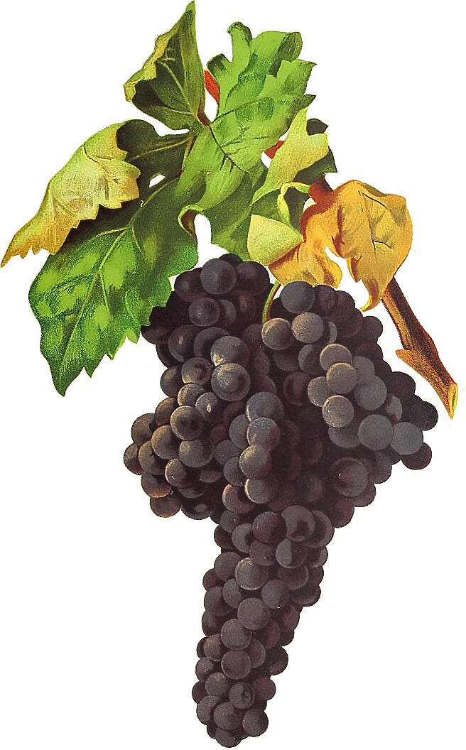 Tempranillo