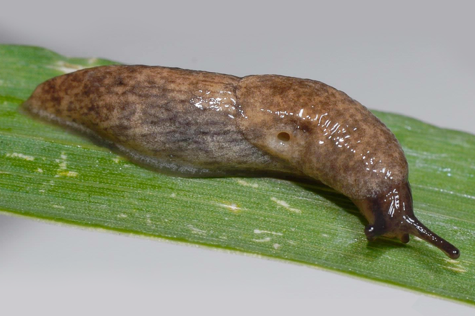 Fotografia przedstawia pomrowika plamistego - gatunek ślimaka, który nie wytwarza zewnętrznej muszli. Obłe, pokryte śluzem ciało pomrowika jest brązowe w czarne plamki. Najciemniejszą barwę ma głowa oraz czułki, na których końcach znajdują się oczy. Tułów wyraźnie oddzielony od stopy. Po prawej stronie tułowiu, z boku, tuż przed stopą, otwór oddechowy. Ślimak pełznie po zielonym liściu leżącym na szarym blacie.