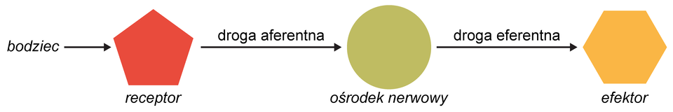  Na ilustracji przedstawiony jest schemat łuku odruchowego. Przed poziomą strzałką z grotem skierowanym w prawą stronę widnieje napis bodziec. Strzałka prowadzi do czerwonego pięciokąta z podpisem: receptor. Od niego prowadzi kolejna pozioma strzałka z grotem skierowanym w prawą stronę i podpisem: droga aferentna. Prowadzi ona do koła z podpisem: ośrodek nerwowy. Od koła prowadzi kolejna pozioma strzałka z grotem skierowanym w prawą stronę i podpisem: droga eferentna. Skrzałka prowadzi do żółtego sześciokąta z podpisem: efektor. 
