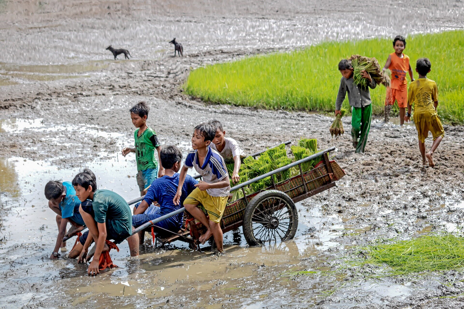 Zdjęcie przedstawia błotniste pole ryżowe. Na polu znajduje się grupa dzieci. Niektóre z nich są przy wózku, na którym są sadzonki ryżu. Inne dzieci noszą sadzonki.
