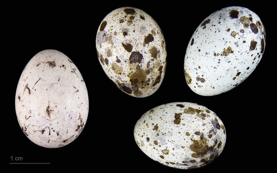 Zdjęcie przedstawia cztery jaja. Jajo po lewej jest białe z ciemnymi plamkami. Trzy jaja po prawej są również jasne i mają ciemne plamki, ale jest ich więcej i są one większe. W lewym dolnym rogu znajduje się skala z jednym centymetrem.