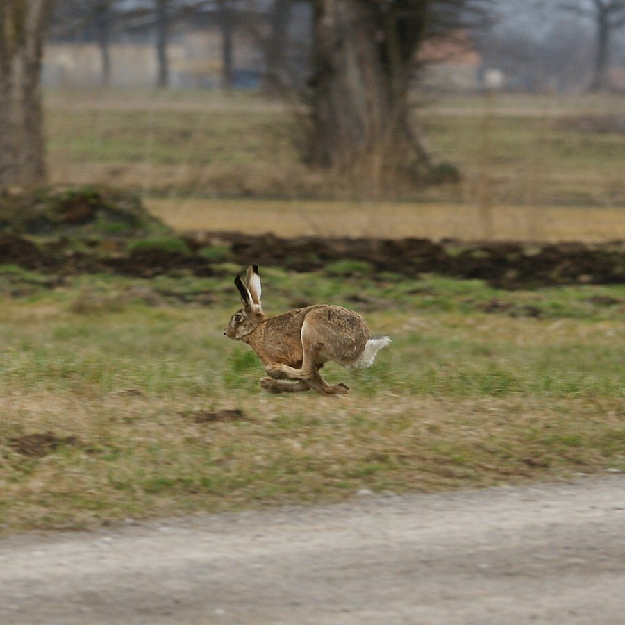 Zdjęcie przedstawia biegnącego zająca. Ma szarą sierść oraz długie uszy oraz nogi. W tle są pola oraz drzewa.