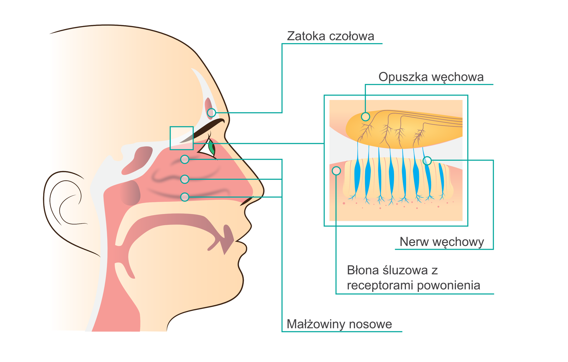 Ilustracja przedstawia opis ludzkiego narządu węchu. Po lewej stronie obrazka znajduje się twarz ludzka widoczna w profilu z zaznaczonymi drogami oddechowymi oraz zatokami. Wyróżnionymi elementami jest zatoka czołowa, znajdująca się nad brwiami, trzy małżowiny nosowe w jamie nosowej oraz nabłonek węchowy w górnej części tej samej jamy. Po prawej stronie ilustracji znajduje się zbliżenie i dokładny opis budowy nabłonka nosowego z uwzględnieniem trzech elementów: opuszki węchowej u góry oraz błony śluzowej z receptorami powonienia i nerwu węchowego u dołu.