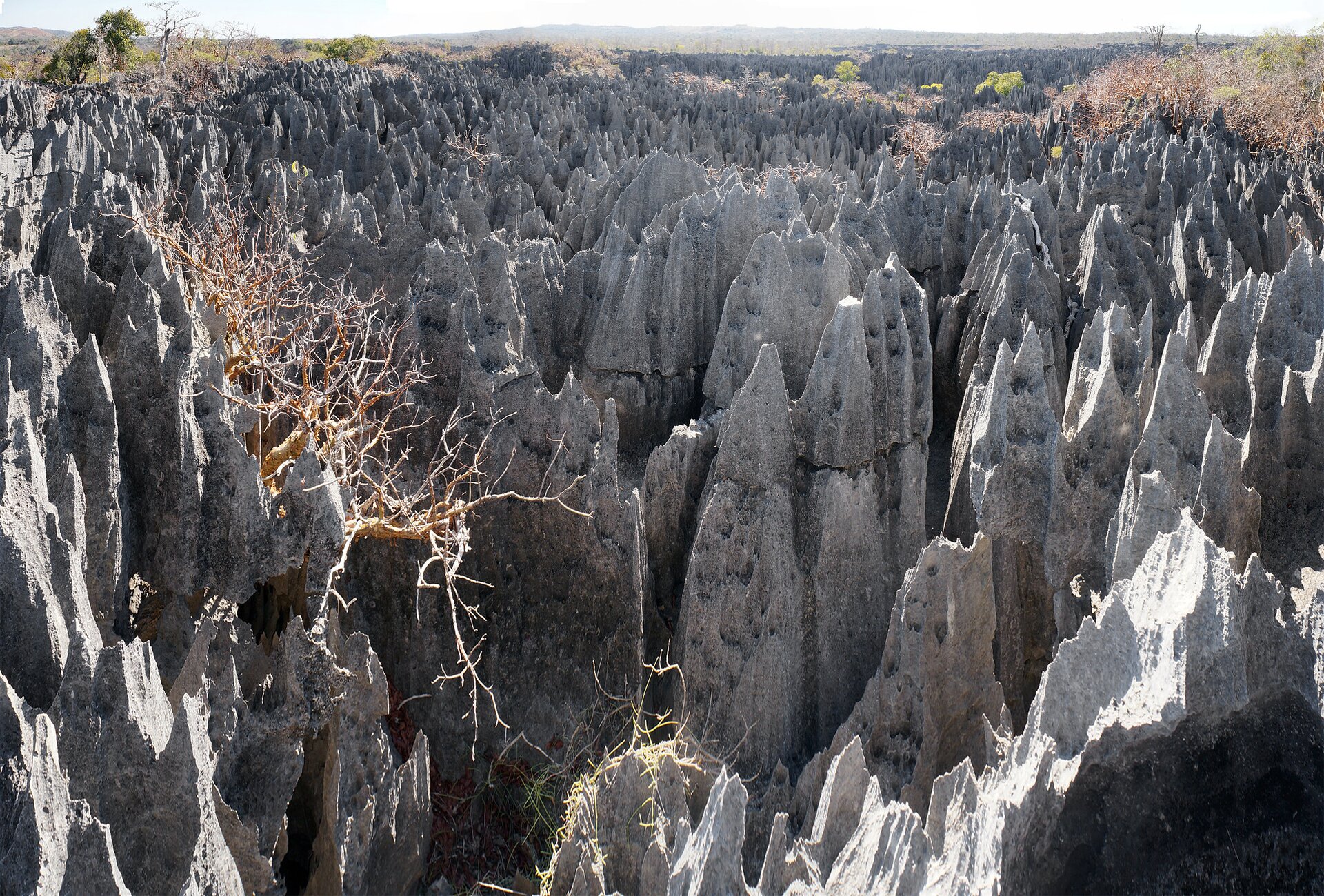 Ilustracja przedstawia ostrokrawędzisty lapiaz tworzący „kamienny las”. Są to pionowe, strzeliste skały w szarym kolorze, przypominające drzewa. Między nimi rosną ubogie krzewy, brak innej zieleni.