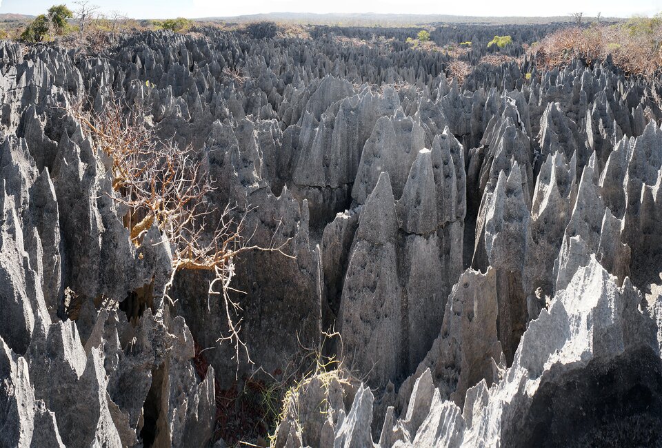 Ilustracja przedstawia ostrokrawędzisty lapiaz tworzący „kamienny las”. Są to pionowe, strzeliste  skały w szarym kolorze, przypominające drzewa. Między nimi rosną ubogie krzewy, brak innej zieleni. 