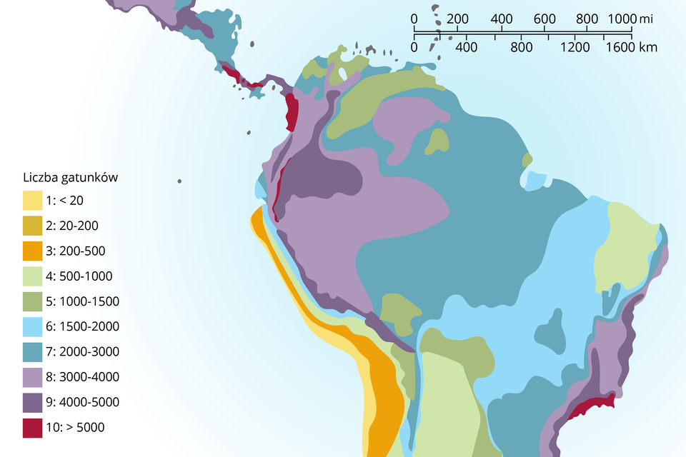 Mapa przedstawia liczbę gatunków roślin naczyniowych w Ameryce Południowej. Poniżej 20 gatunków występuje na wybrzeżu Chile i Peru. Pomiędzy 200 a 500 występuje w środkowym Peru i Chile. Pomiędzy 500 a 1000 występuje  głównie w Boliwii oraz na wschodzie Brazylii. Pomiędzy 1000 a 1500 występuje na północy Ameryki Południowej. Pomiędzy 1500 a 2000 występuje we wschodniej i południowej Brazylii. Pomiędzy 2000 a 3000 występuje w zachodniej Brazylii oraz na północy Ameryki Południowej. Pomiędzy 3000 a 4000 występuje we wschodniej Brazylii oraz zachodzie Ameryki Południowej. Pomiędzy 4000 a 5000 występuje na zachodzie oraz na wschodnich brzegach Ameryki Południowej. Powyżej 5000 występuje na wybrzeżu Kolumbii oraz na wybrzeżu Brazylii.