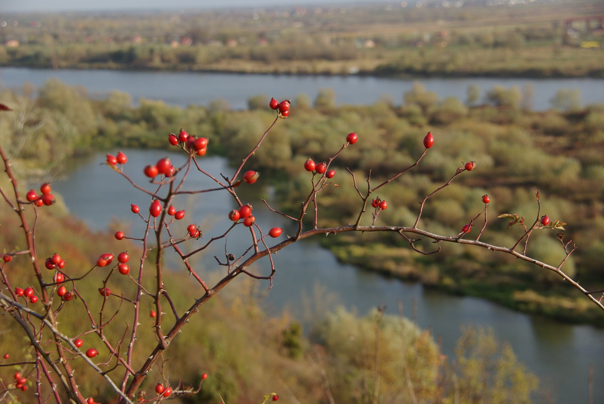Ilustracja przedstawia widok Gór Pieprzowych. Jest to miejsce występowania największej luczby gatunków dzikich róż w Polsce. Na pierwszym planie widzimy gałązki z czerwonymi owocami dzikiej róży. W tle widoczna jest słoneczna panorama, na której można dostrzec drzewa oraz rzekę.